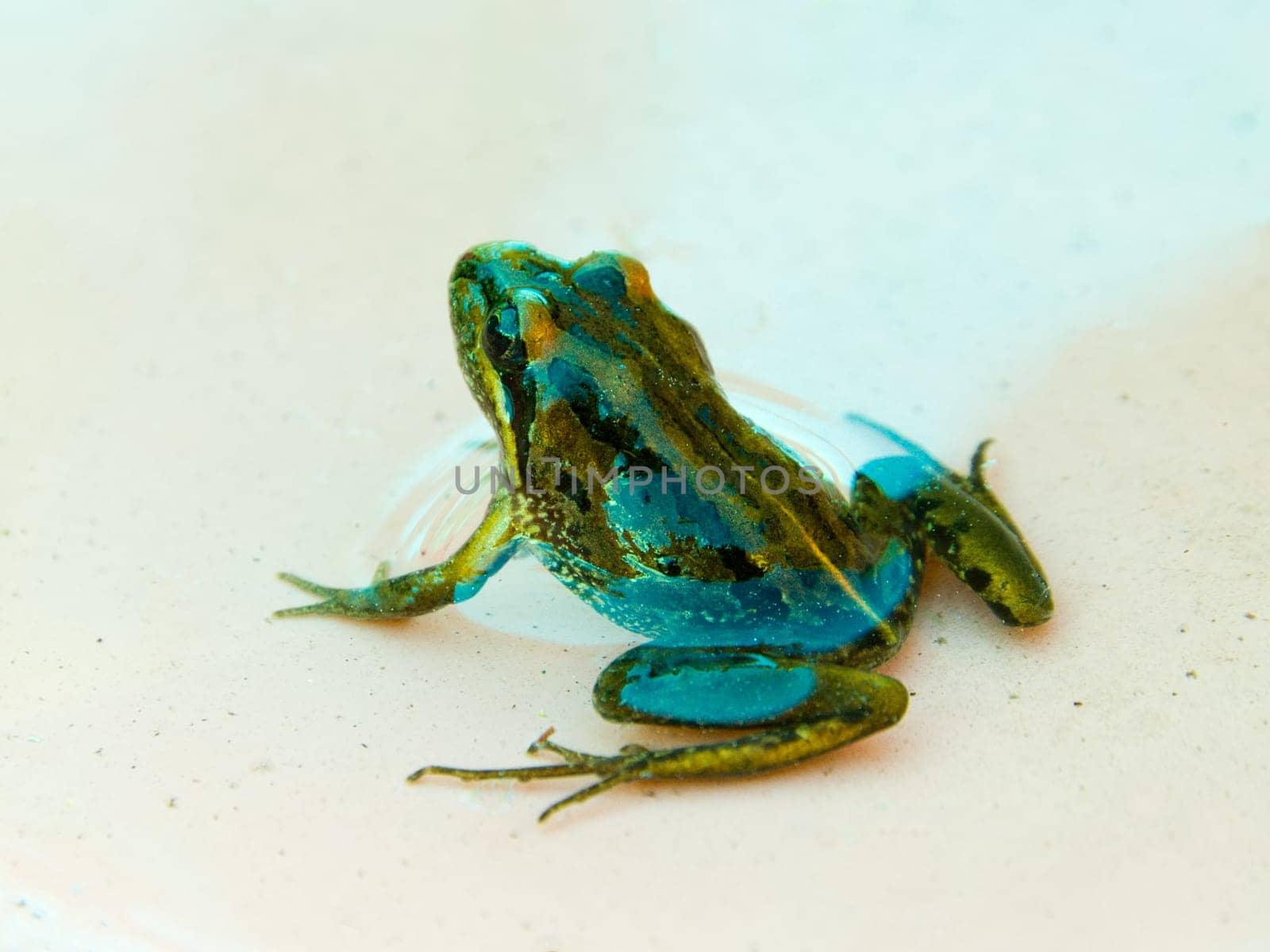 A frog sitting in a shallow pool of water