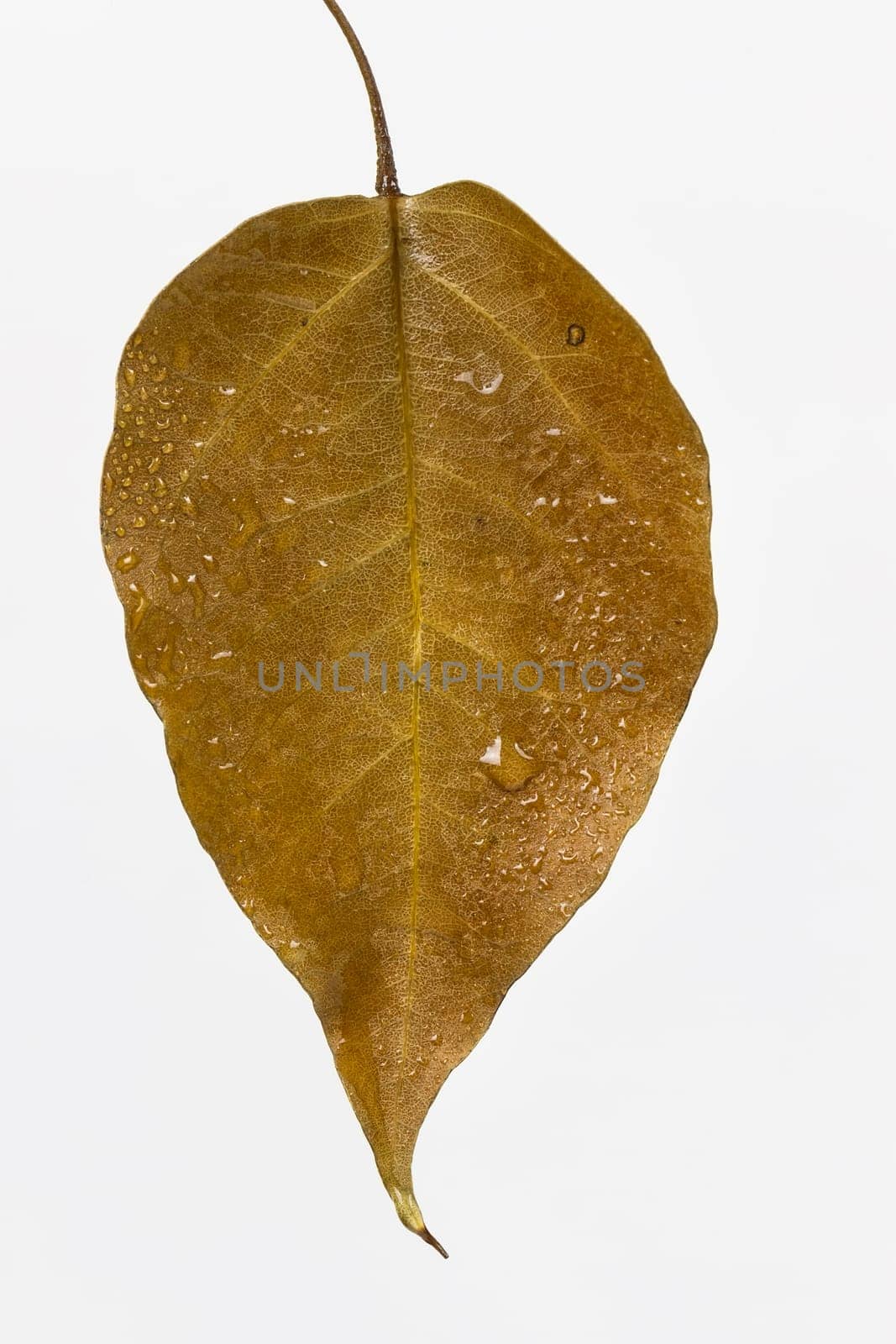 autumn leaf drop with droplets of dew, isolated on the white