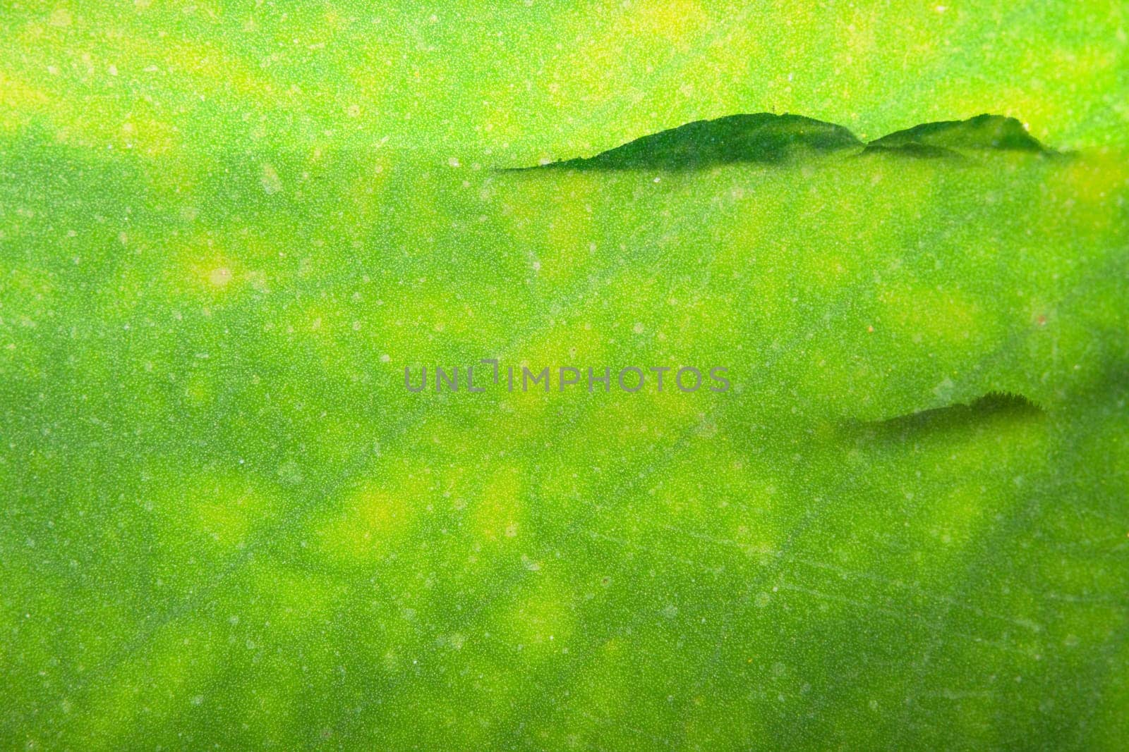 Texture of a green leaf as background