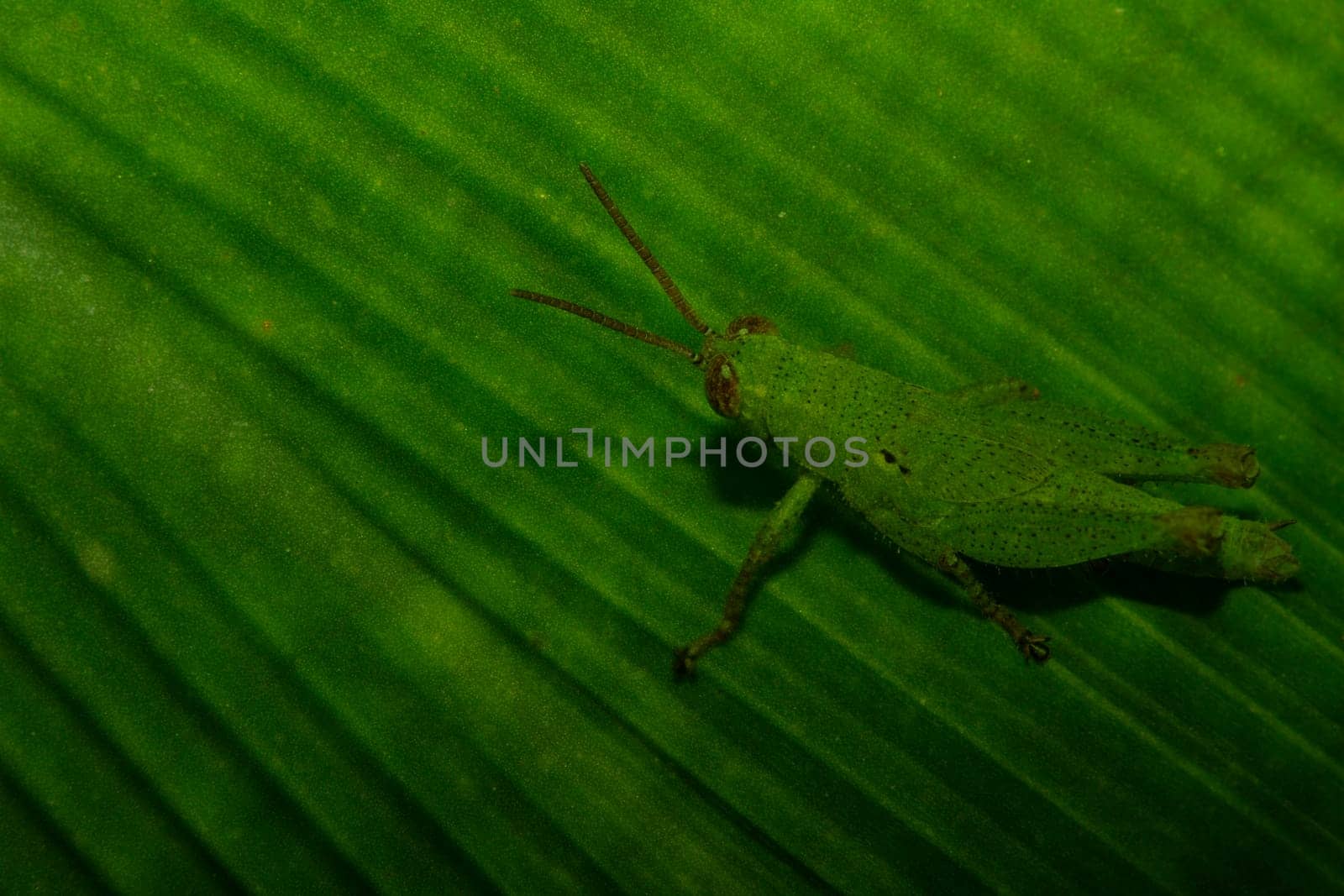 Texture of a green leaf as background