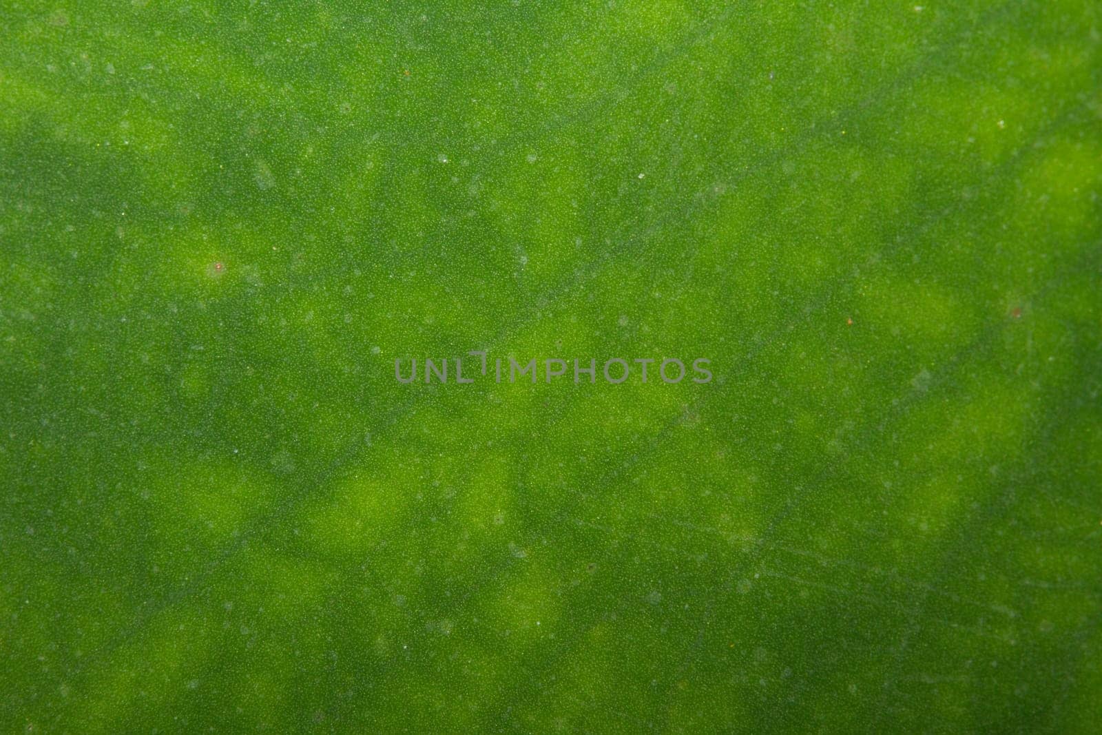 Texture of a green leaf as background