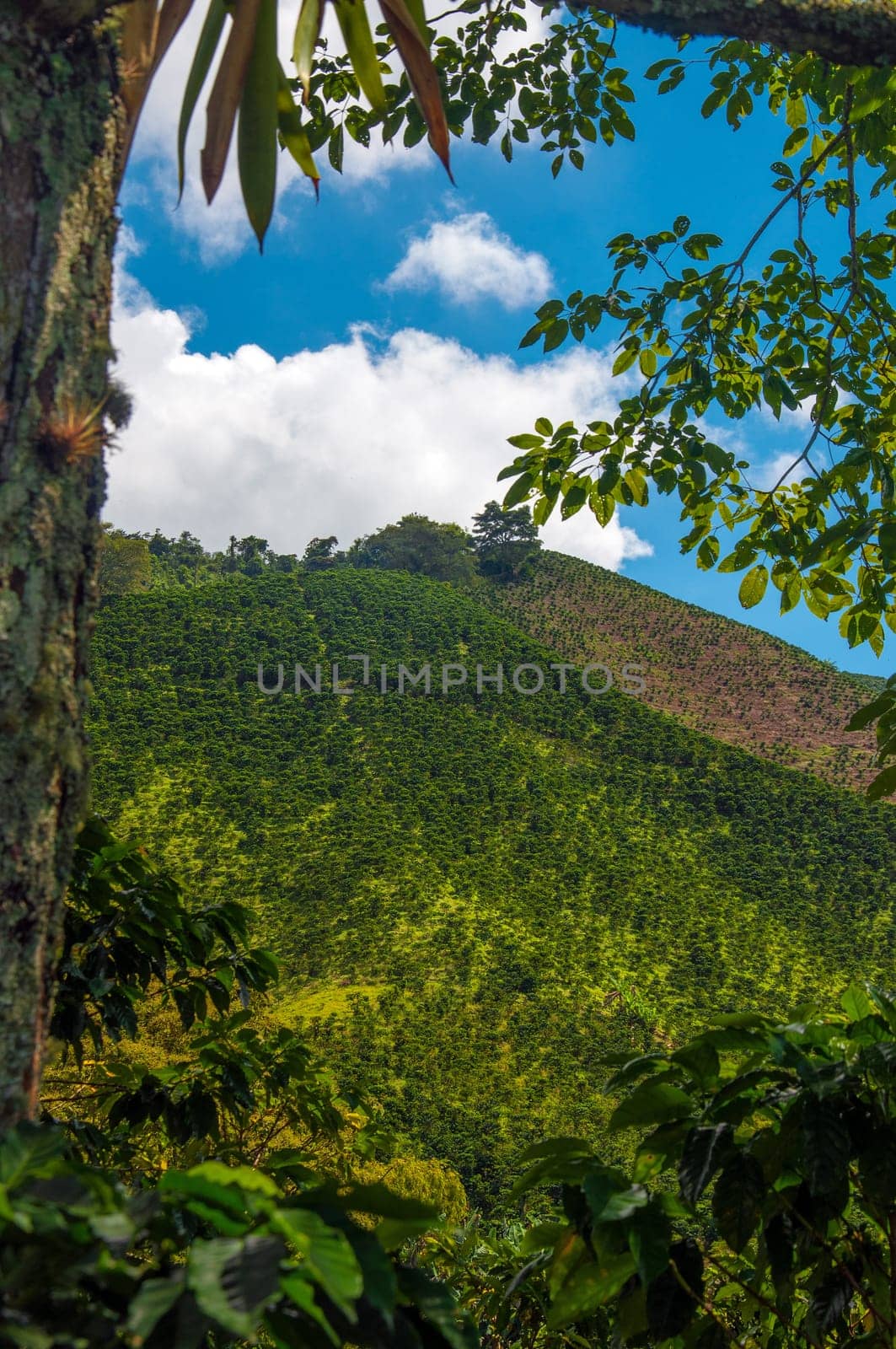 A view of the landscape in Colombia&#039 s coffee producing region.