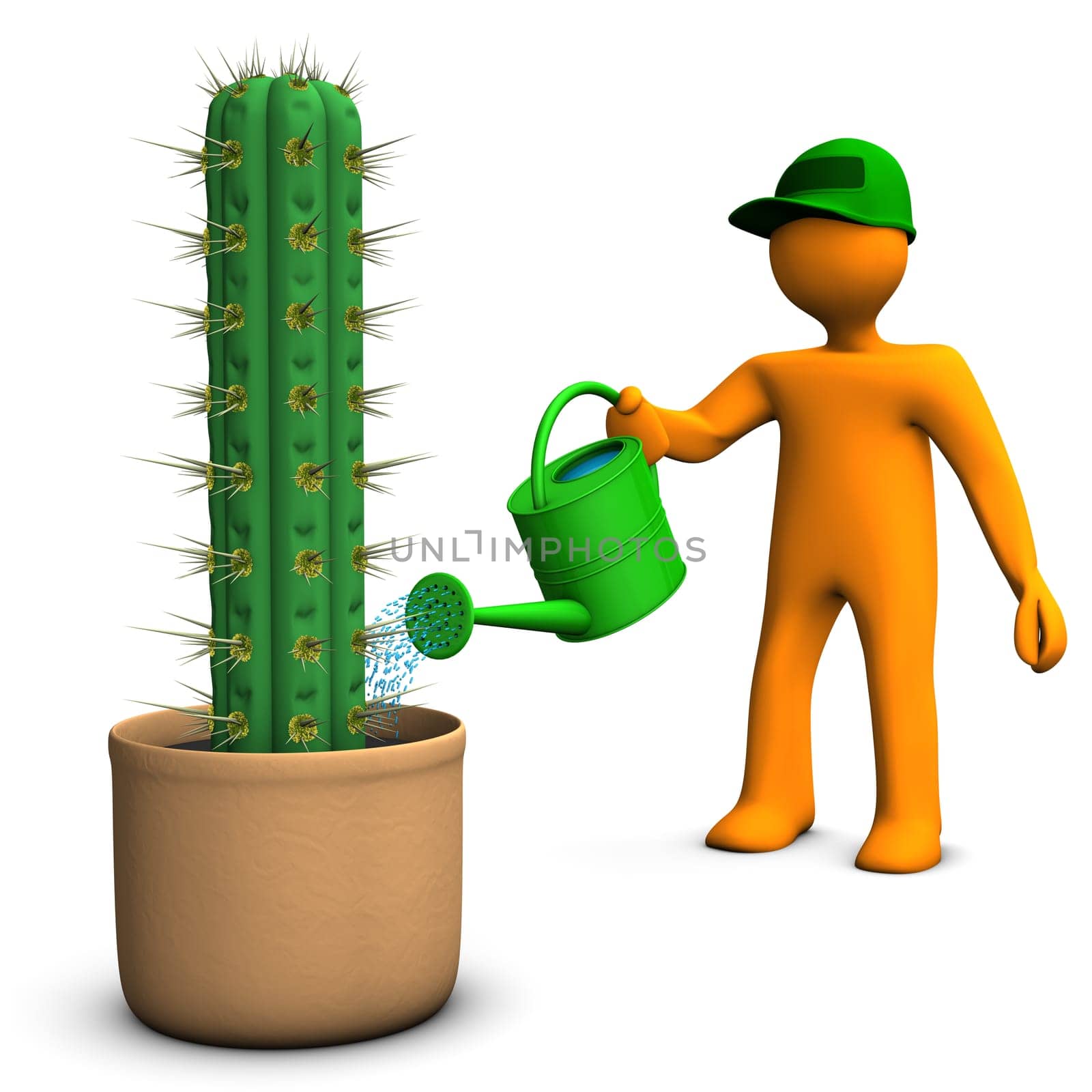 Orange cartoon character watering a big cactus, San Pedro, on the white background.