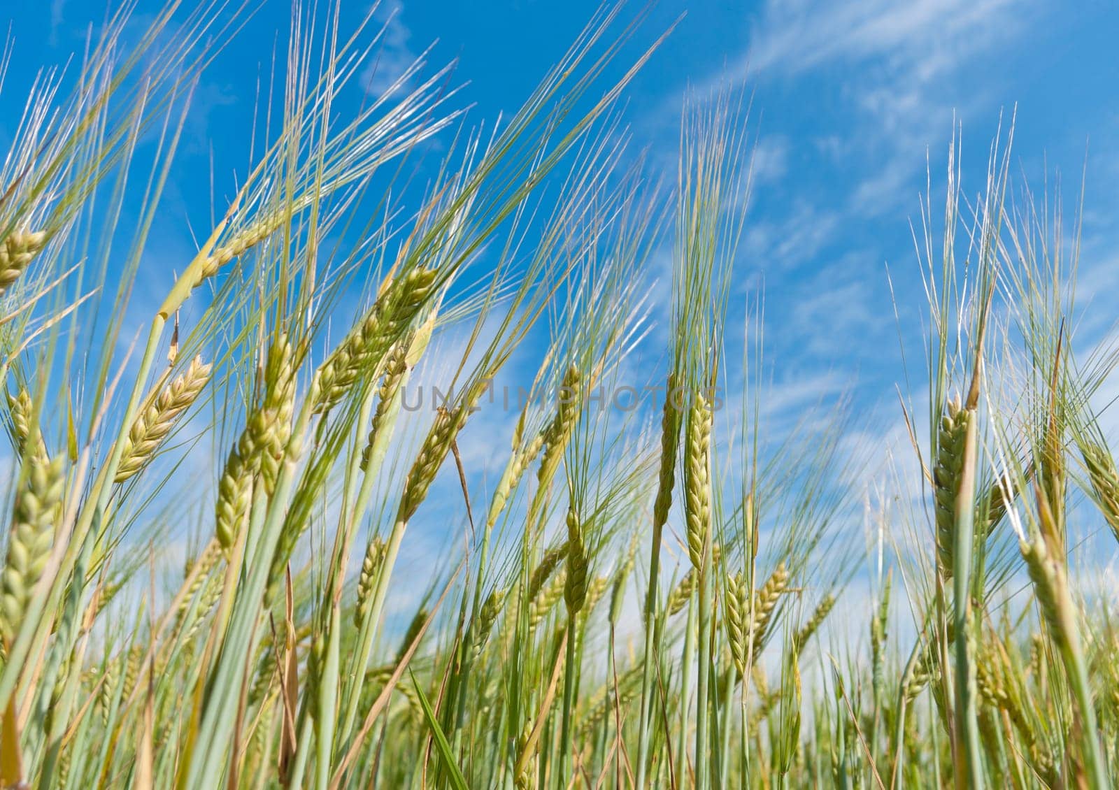 almost ripe wheat against a blue sky