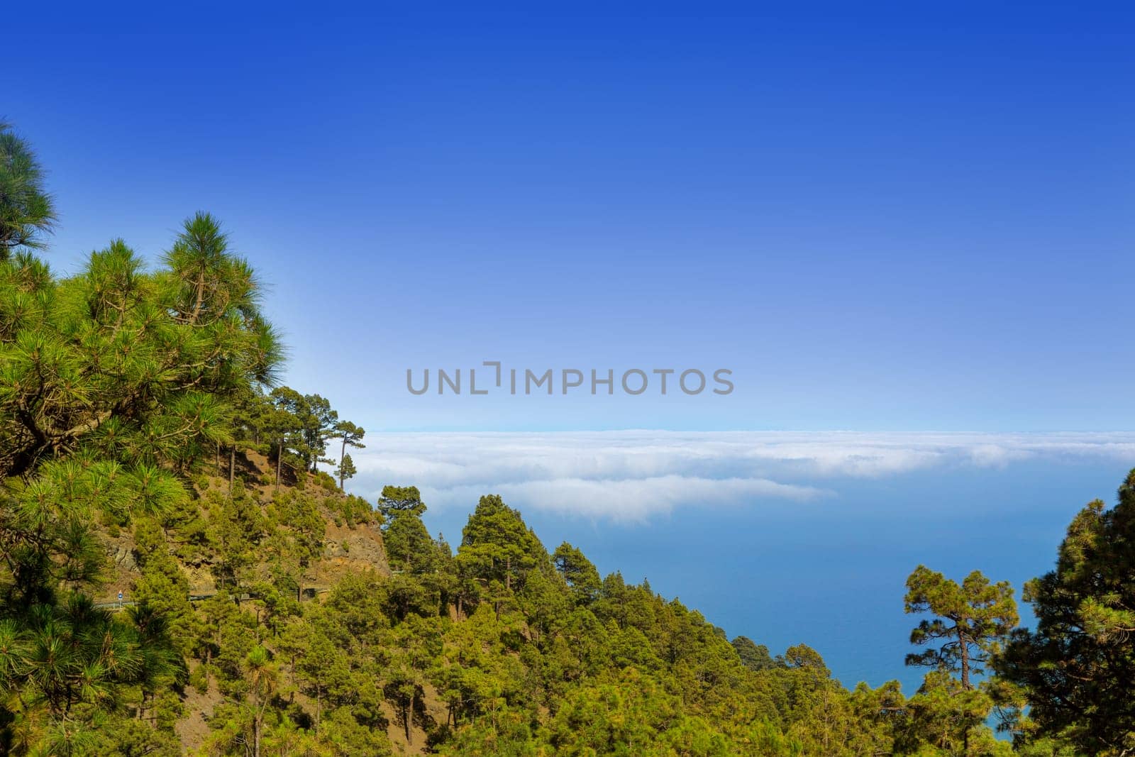 Canary Pines La Palma in Caldera de Taburiente National Park