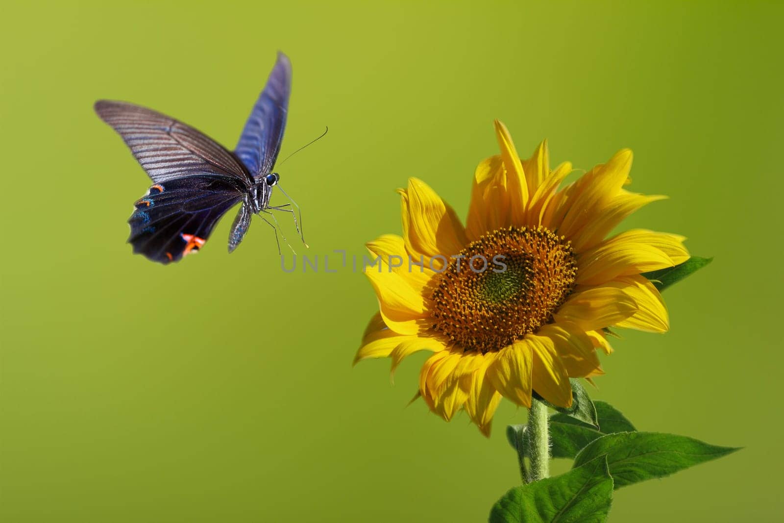 Butterfly on nice flower for adv or other purpose use