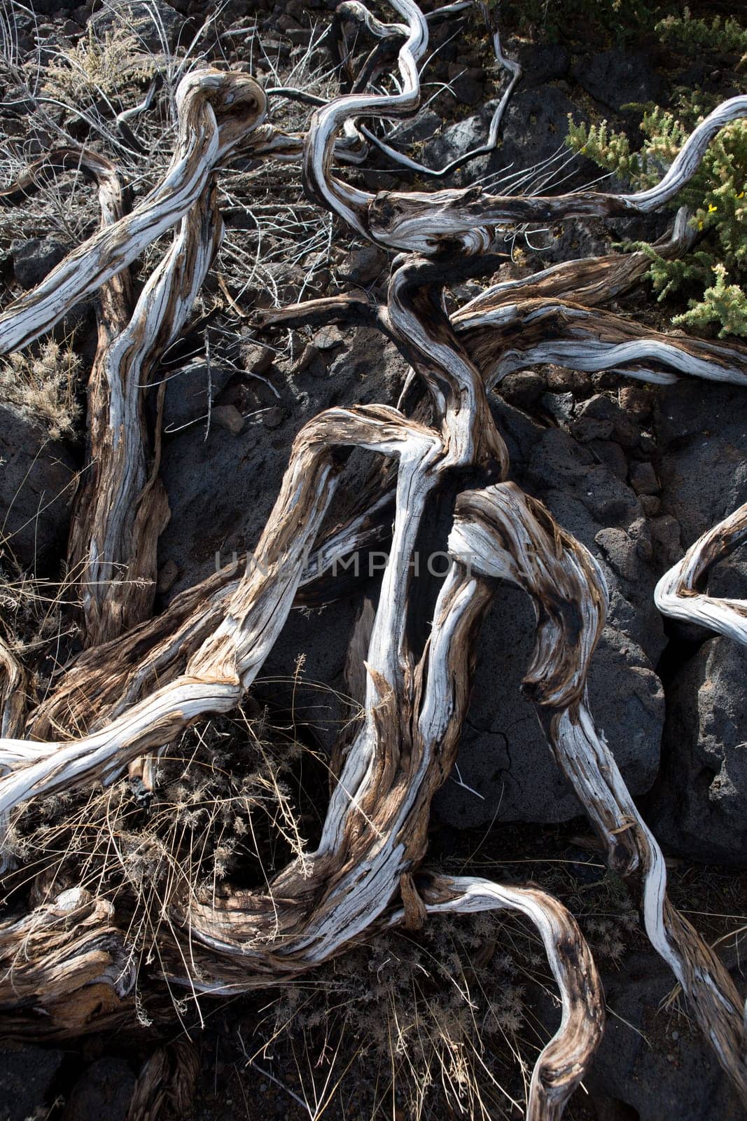 Dried branches over soil in La palma Caldera de Taburiente at Canary islands