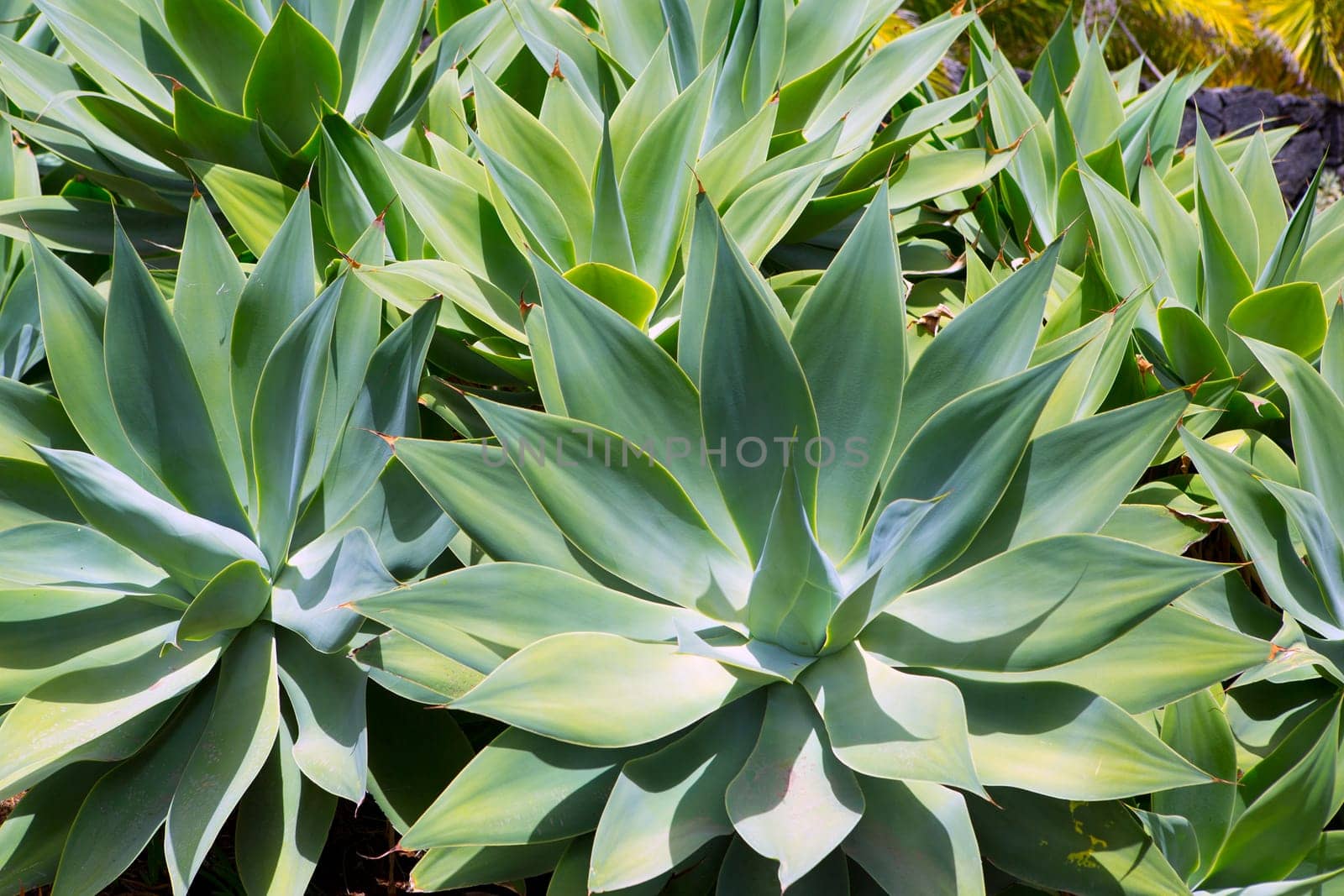 Agave Attenuata cactus plant from Canary Islands in La Palma