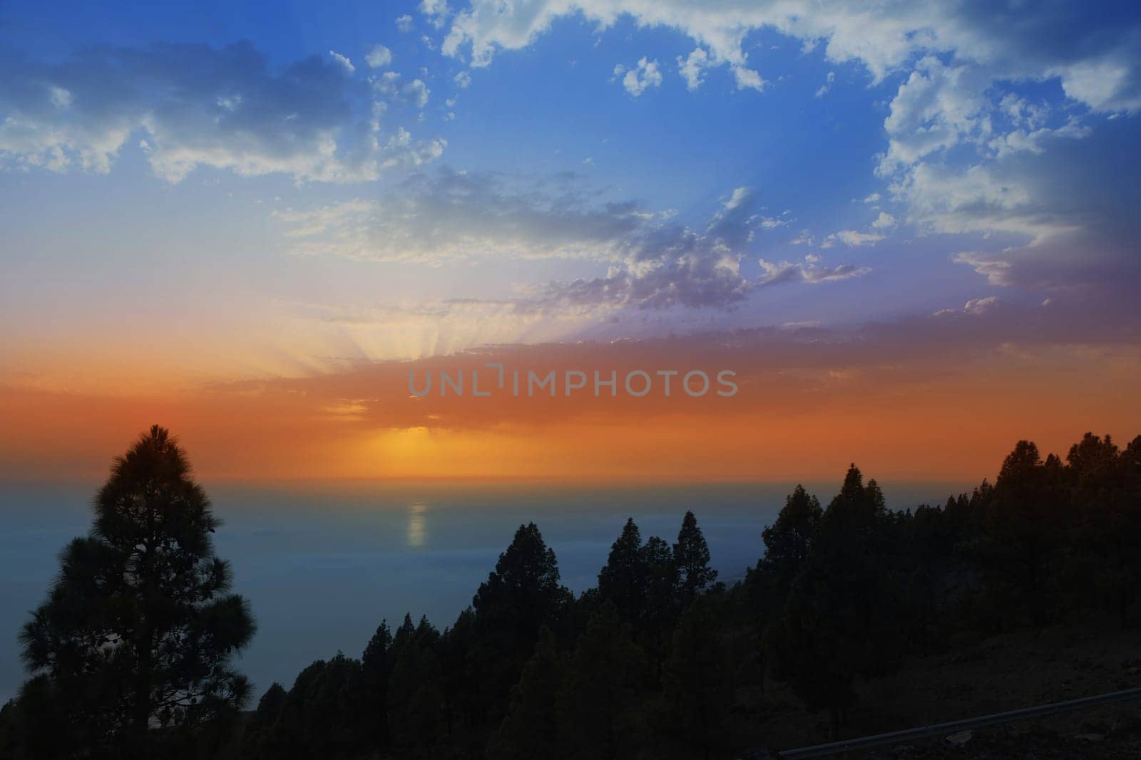 La Palma canary Pine backlight in sunset sky Canaries Islands