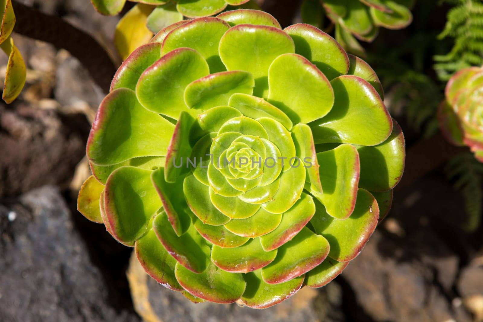 Aeonium canariense Verode Bejeque cactus plant from Canary Islands