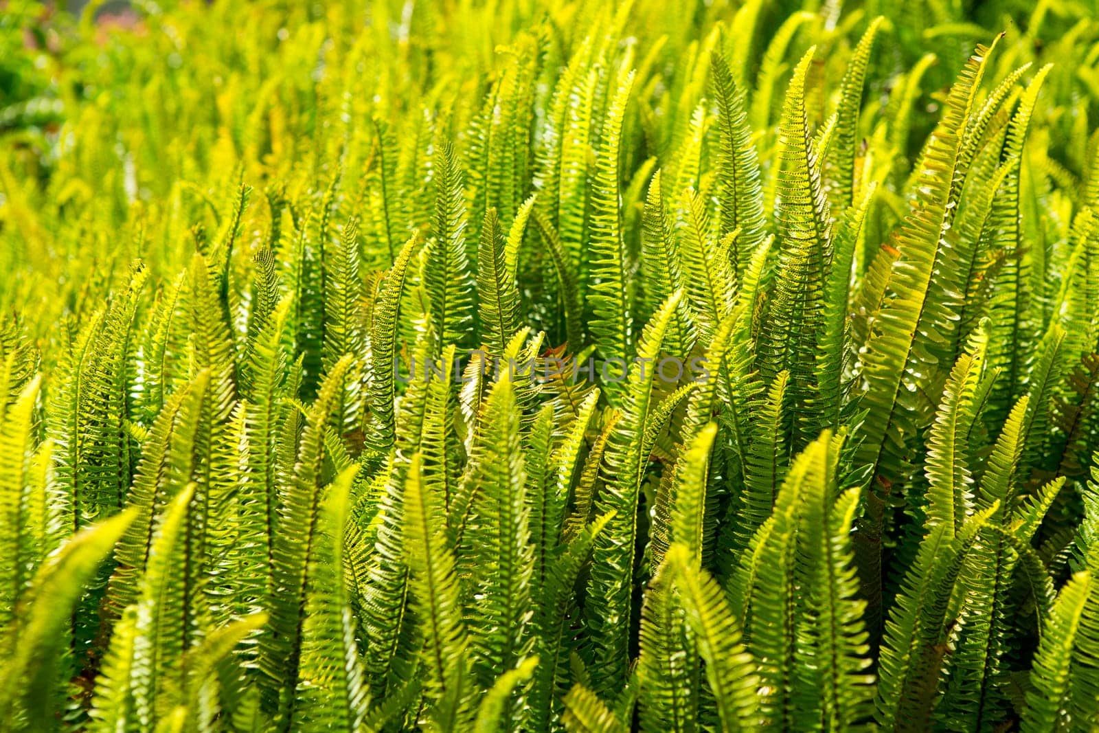 Fern Pteridium aquilinum plant in Canary islands