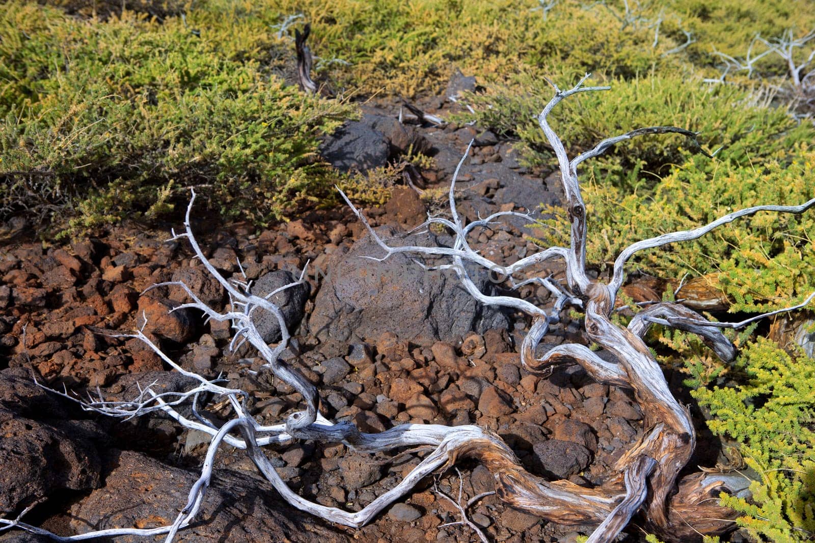 Dried branches over soil in La palma Caldera de Taburiente at Canary islands