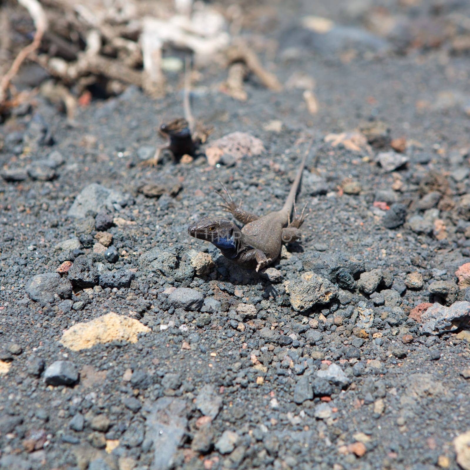 La Palma typical lizard Tizon Gallotia galloti palmae in La Palma Canary Island