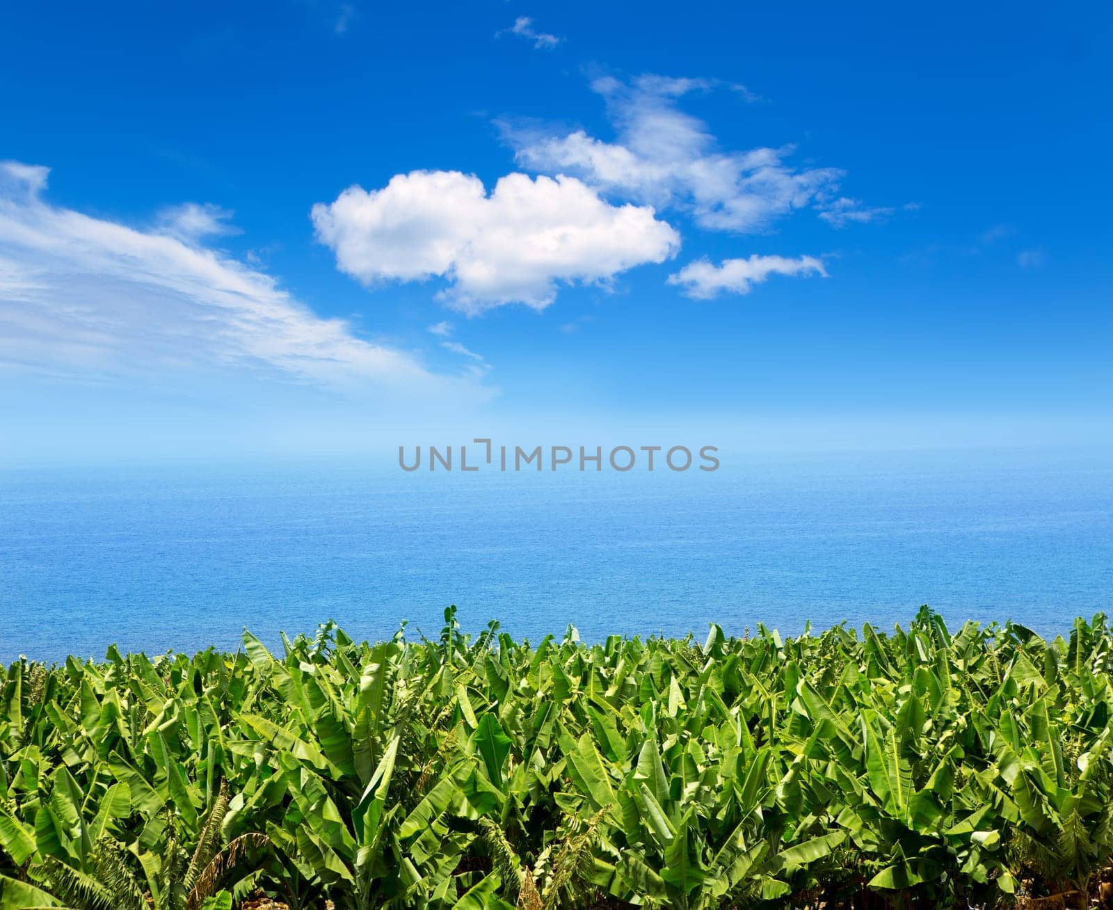Canarian Banana plantation near the ocean in La Palma Canary Islands