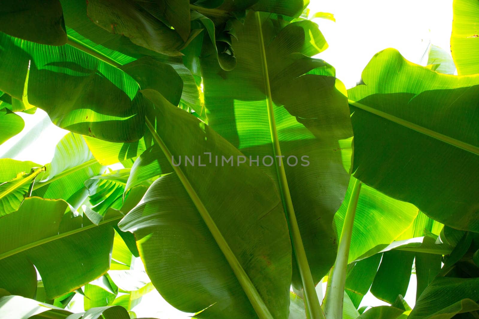 Canarian Banana plantation Platano in La Palma Canary Islands