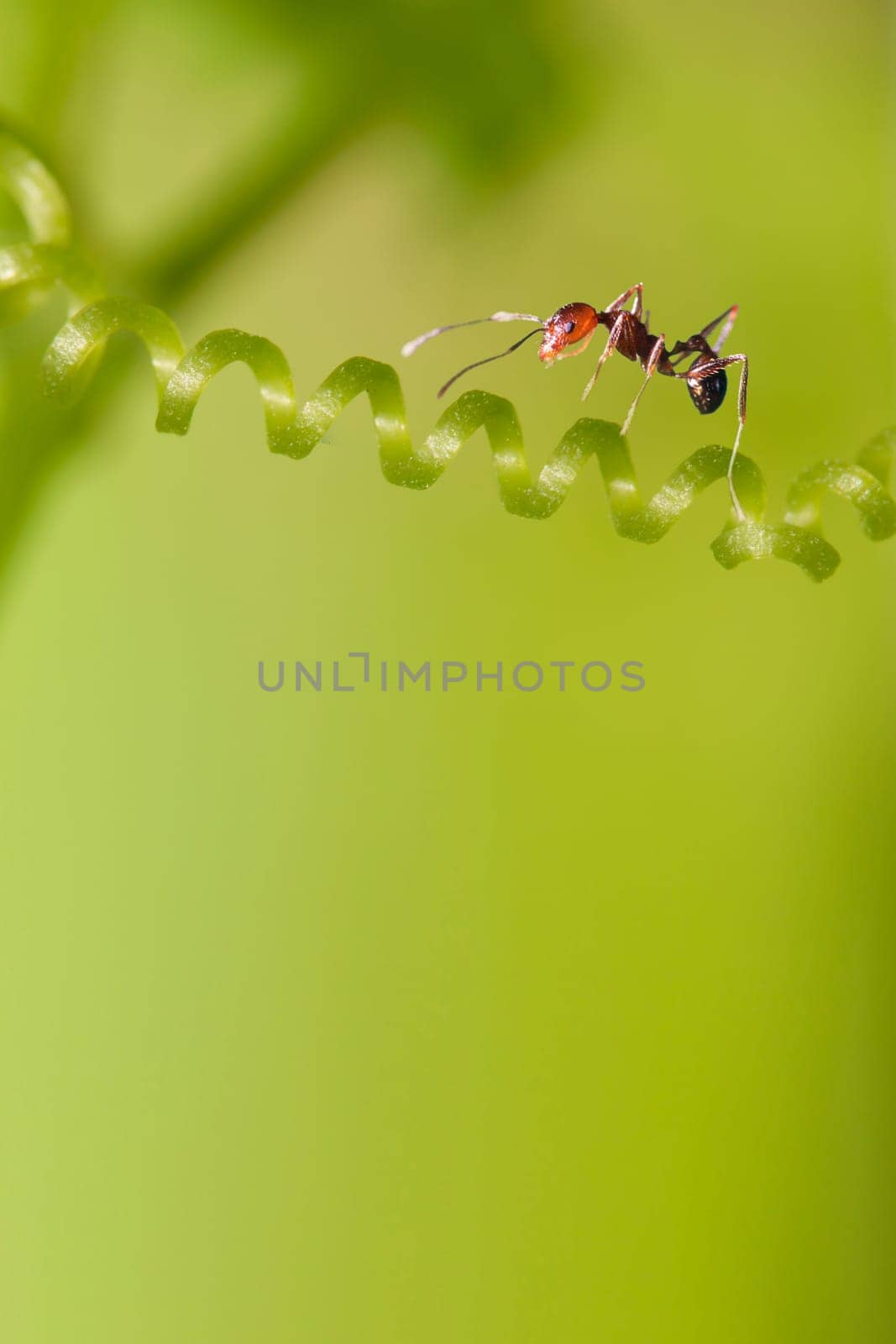 ant formica rufa on grass