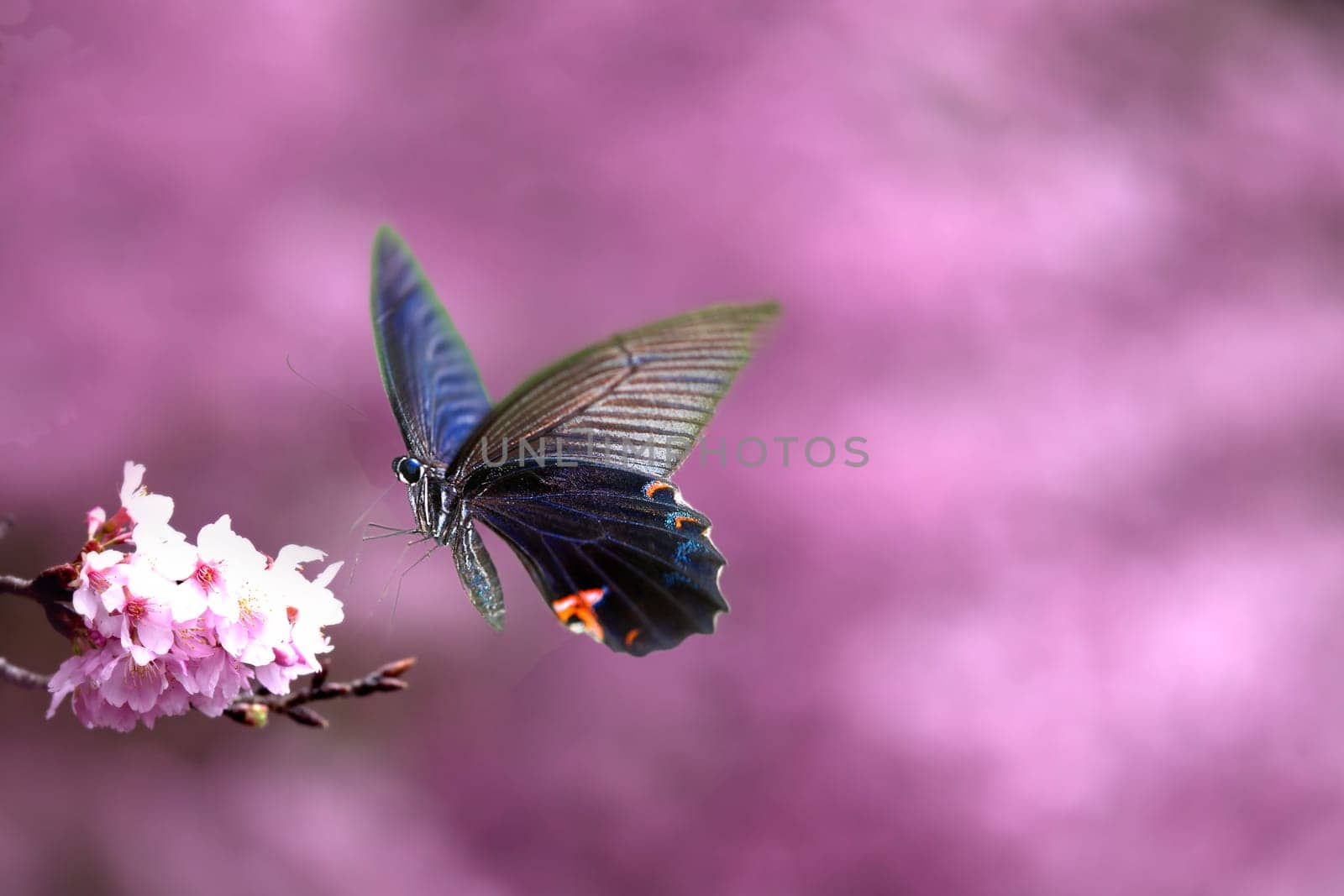 Beautiful butterfly on the flower for adv or others purpose use