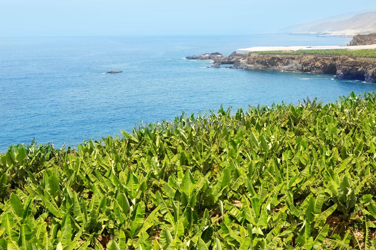 Canarian Banana plantation near the ocean in La Palma Canary Islands