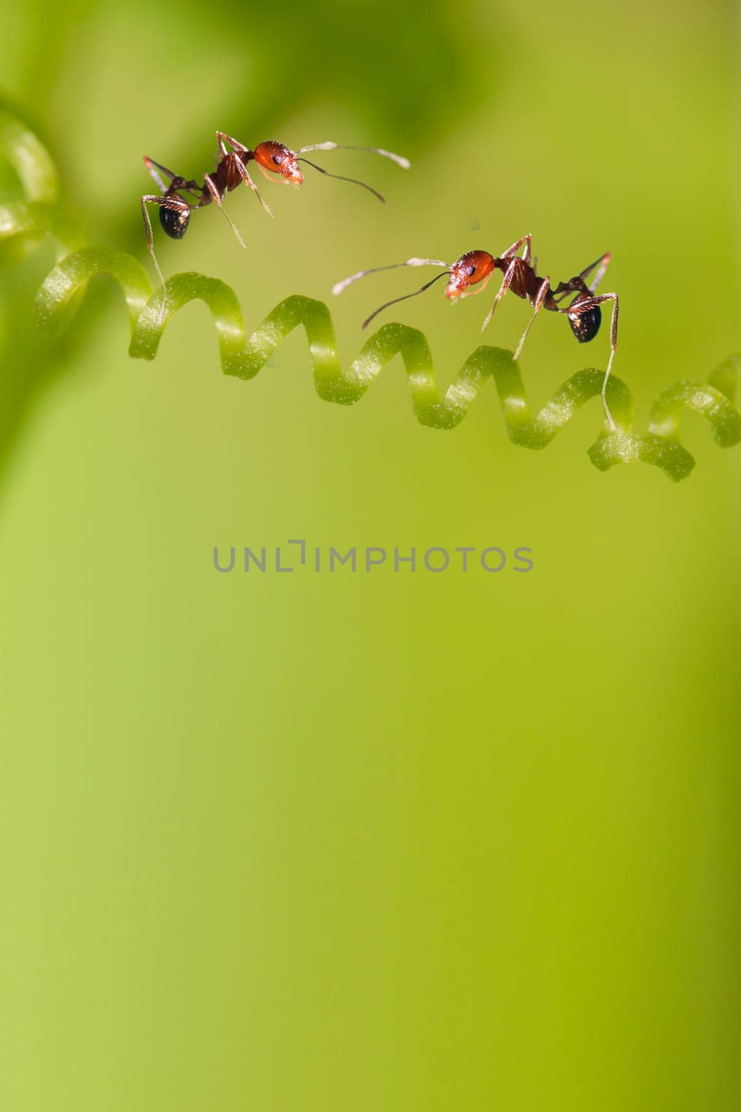 ant formica rufa on grass
