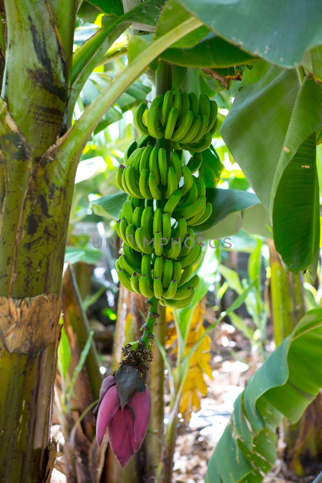 Canarian Banana plantation Platano in La Palma Canary Islands