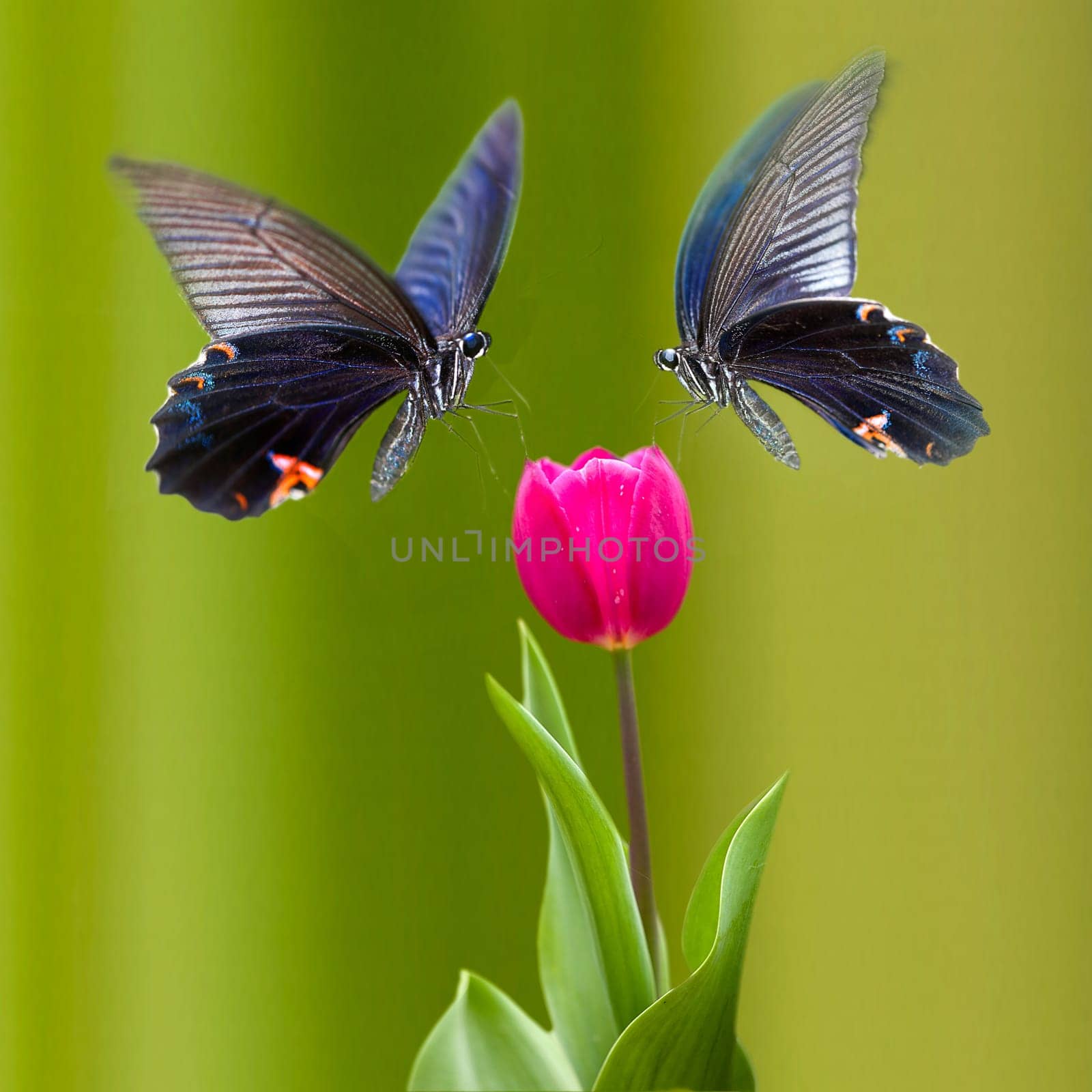 Beautiful butterfly on the flower for adv or others purpose use