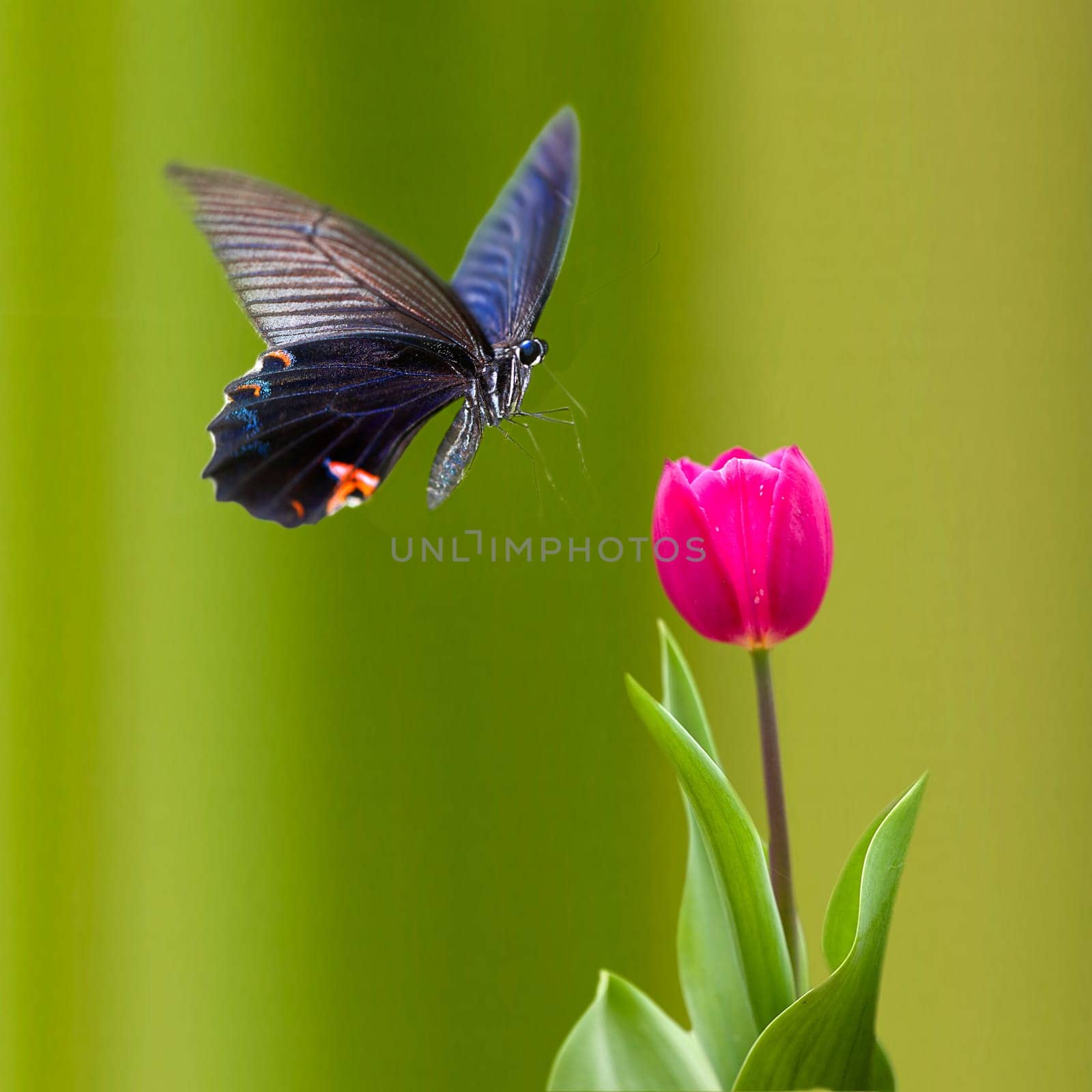 Beautiful butterfly on the flower for adv or others purpose use