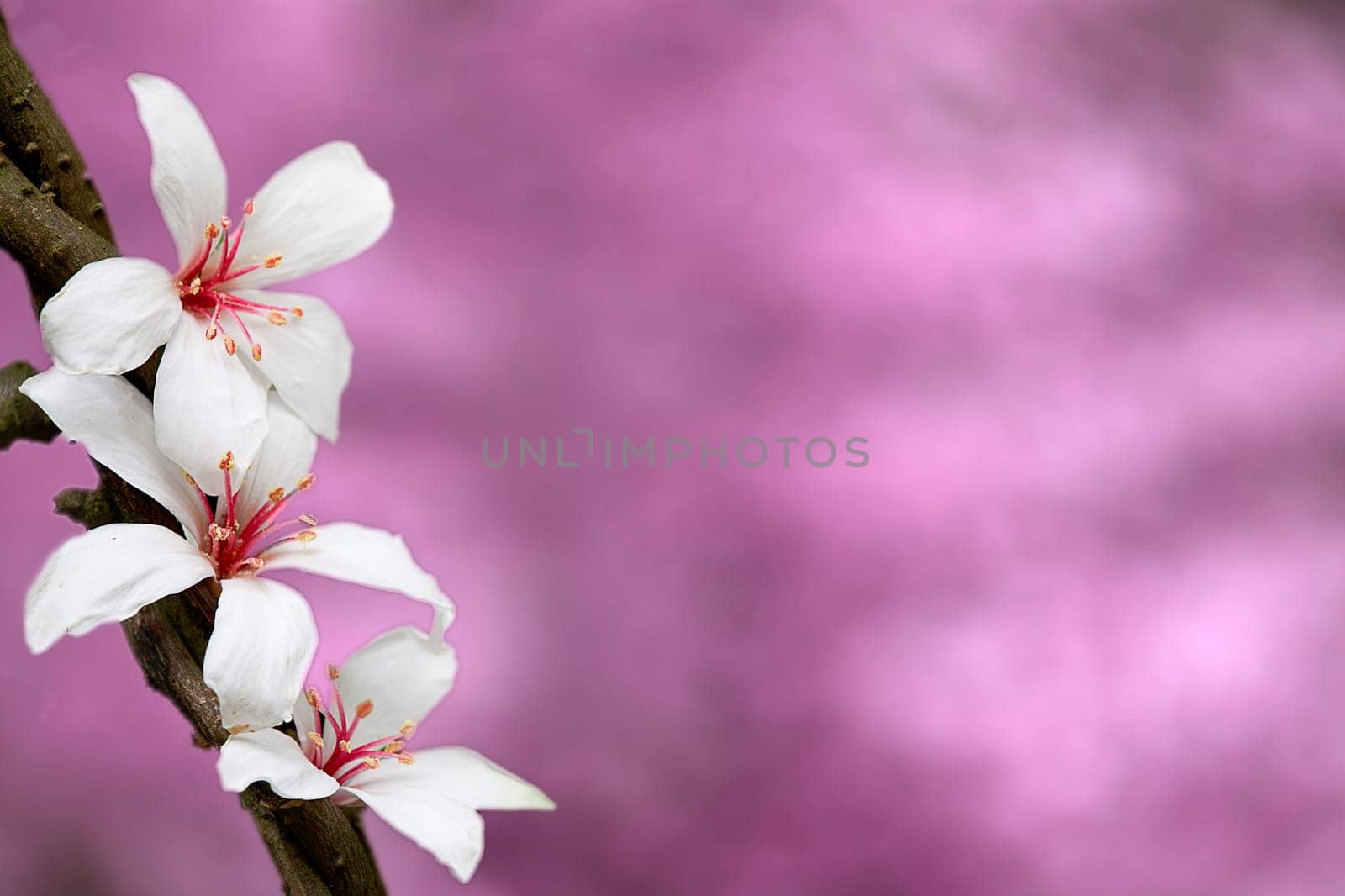 flower in colorful ink splattered pink background. Vector design