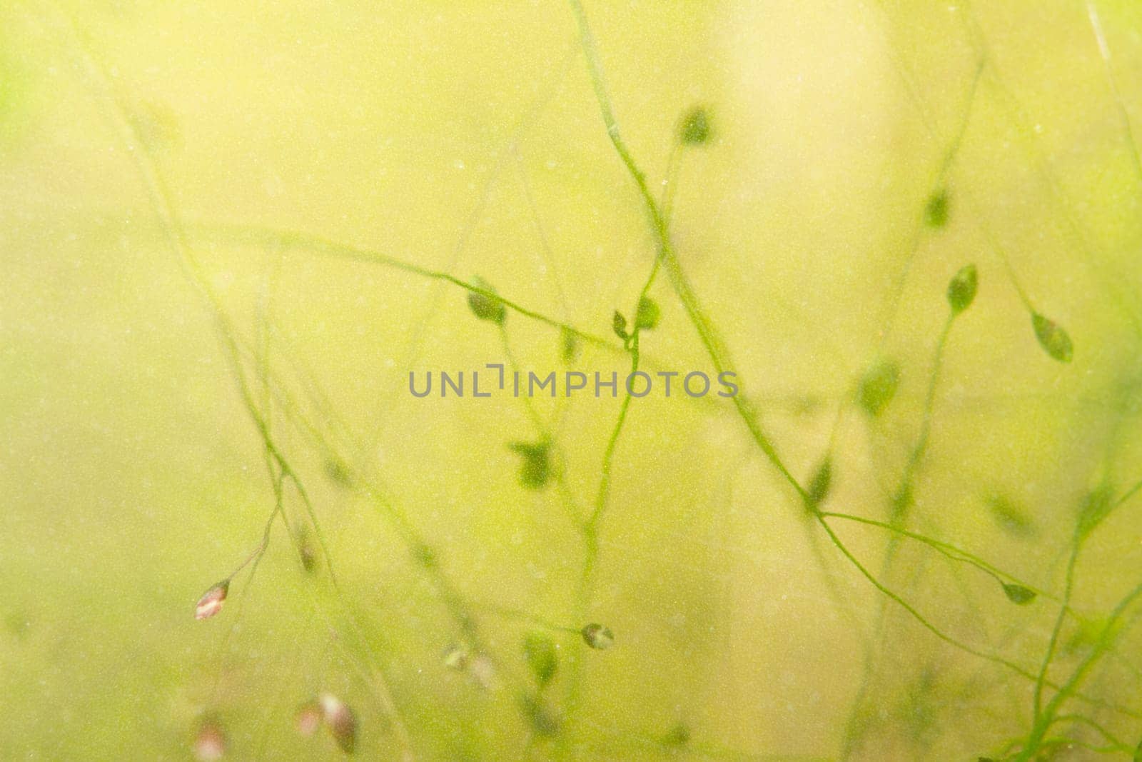 leaf background texture, mixed for adv or others purpose use