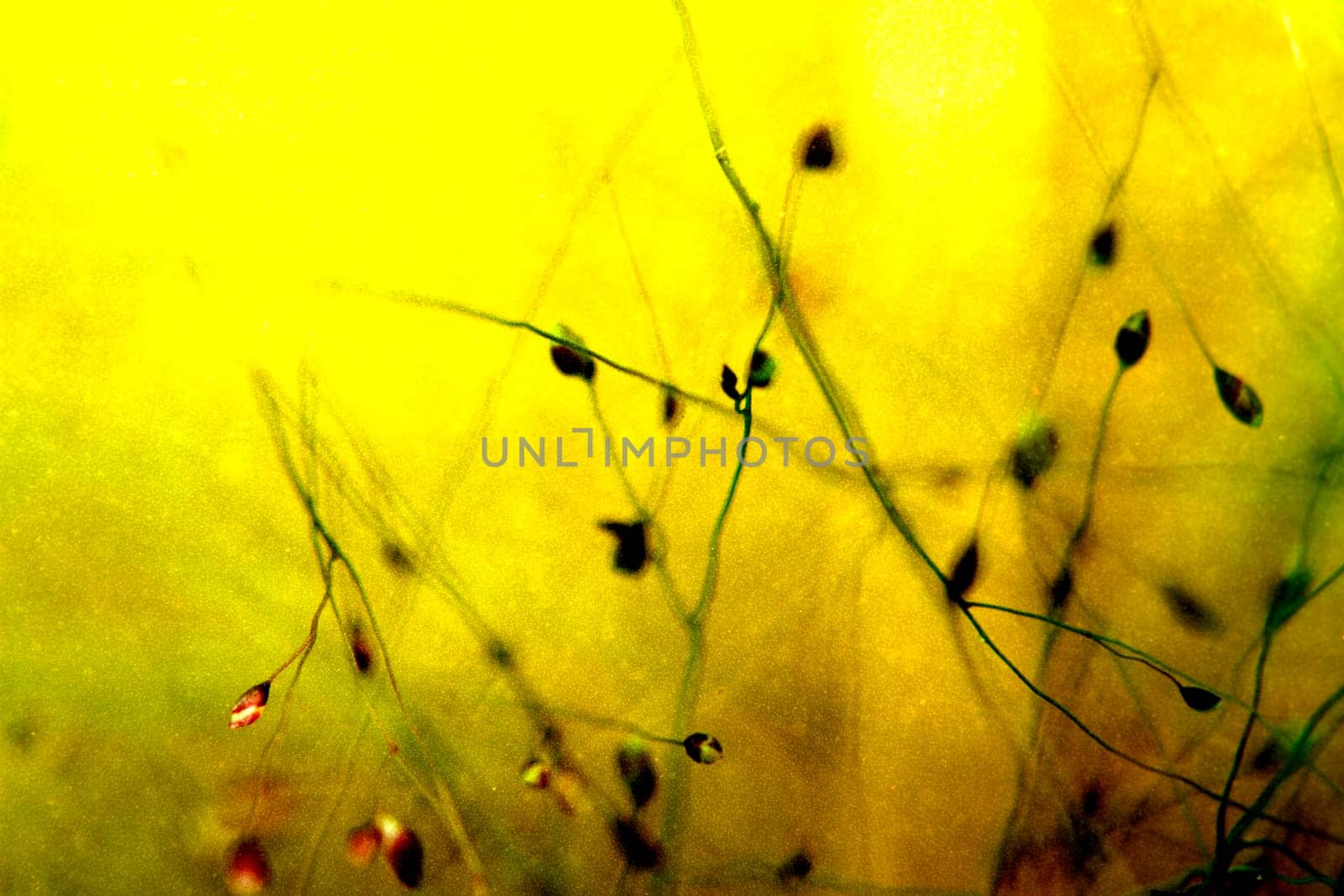 leaf background texture, mixed for adv or others purpose use