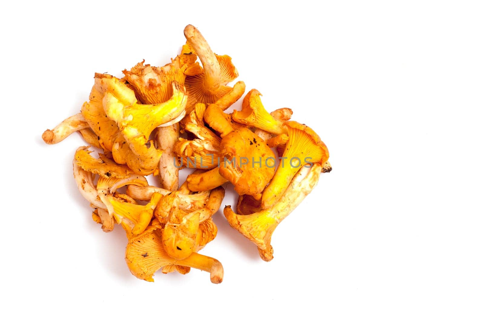 Raw edible chanterelles on white background