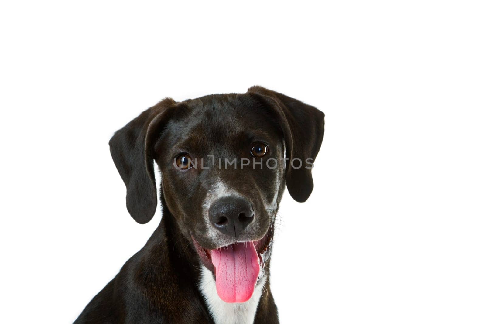 Hunting dog puppy isolated on white background