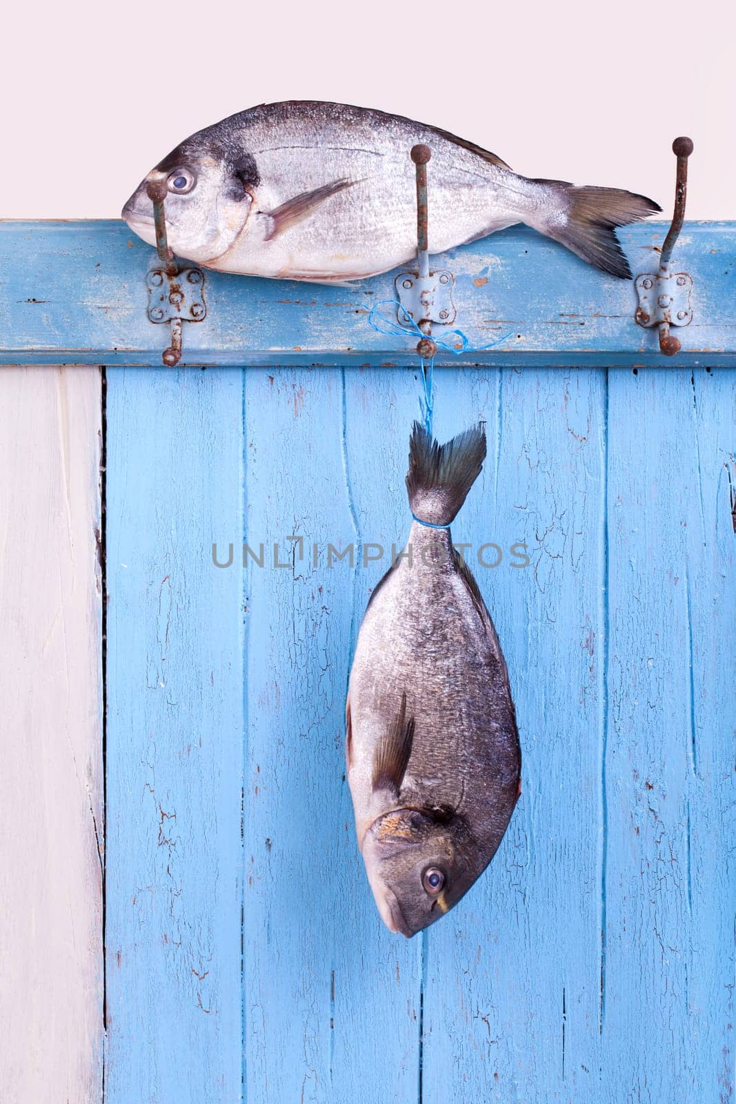 Sea bream royal
