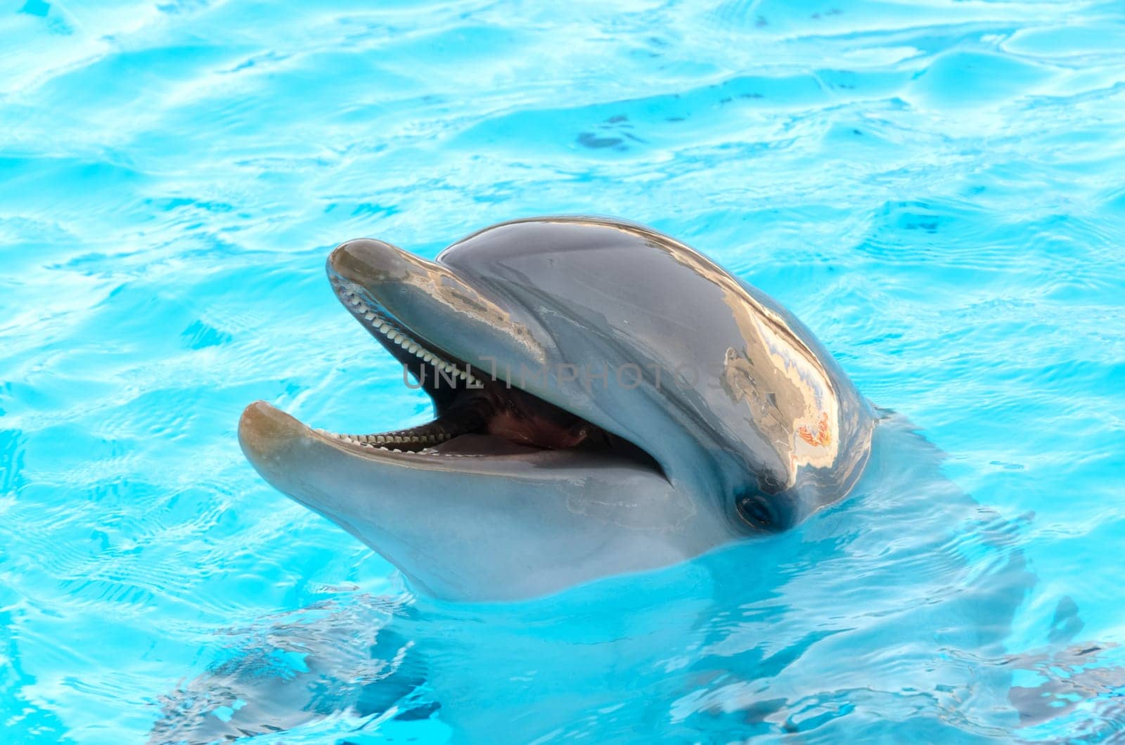 dolphin with the head above water