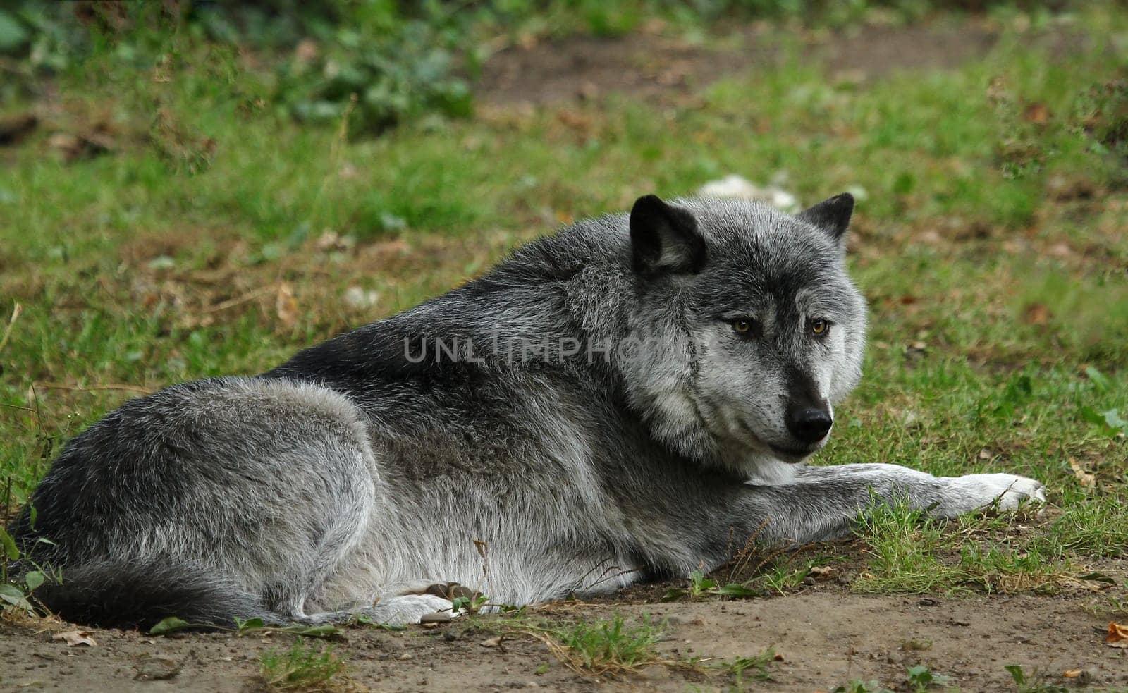 gray wolf