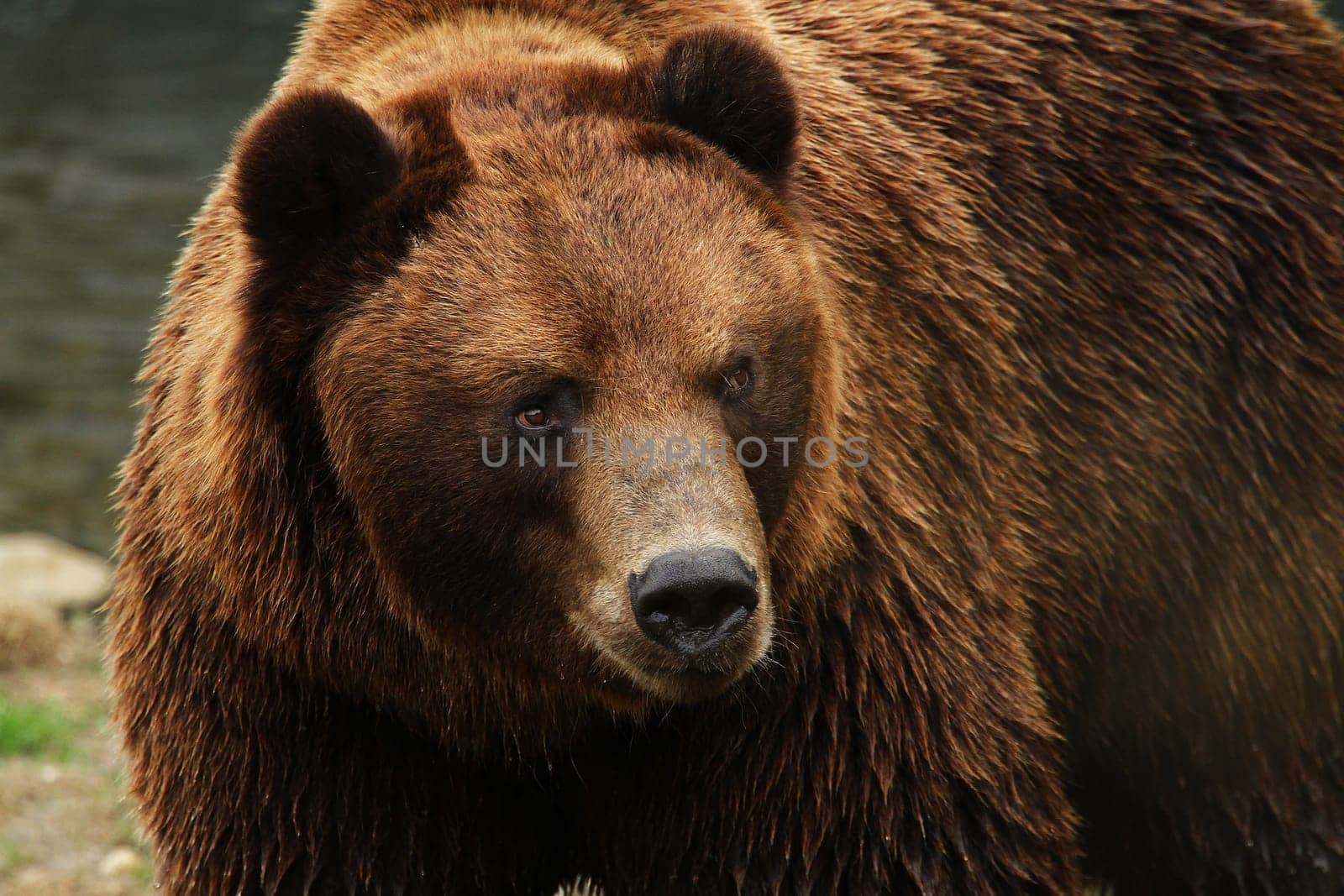 Kodiak bear