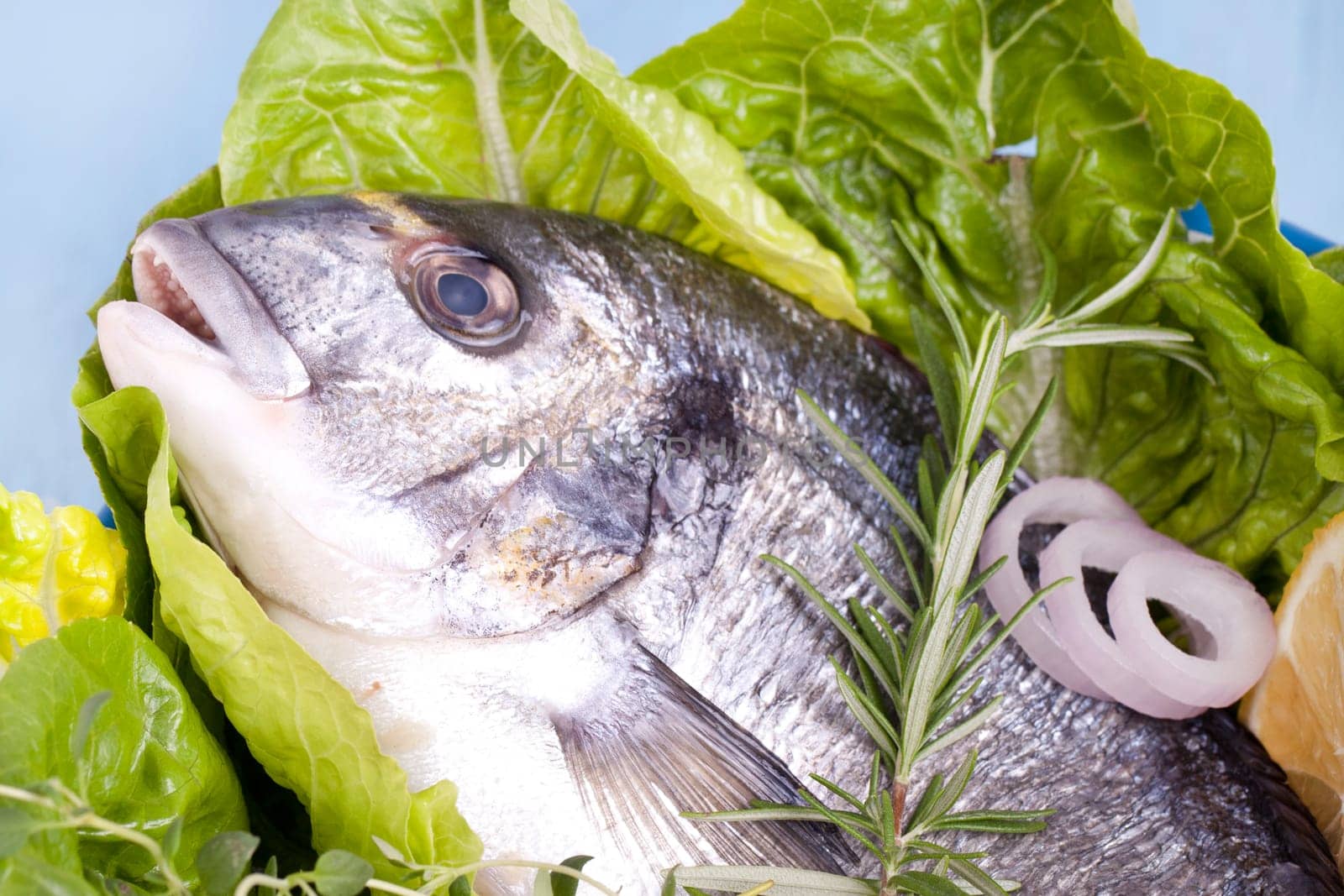 fresh sea bream
