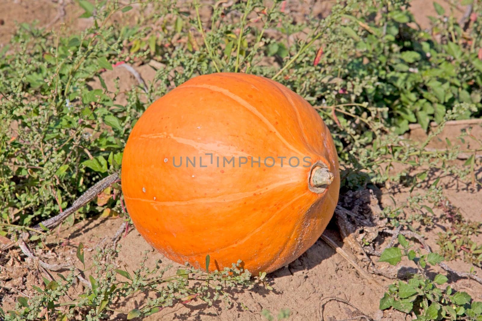 big orange pumpkin on a rural field