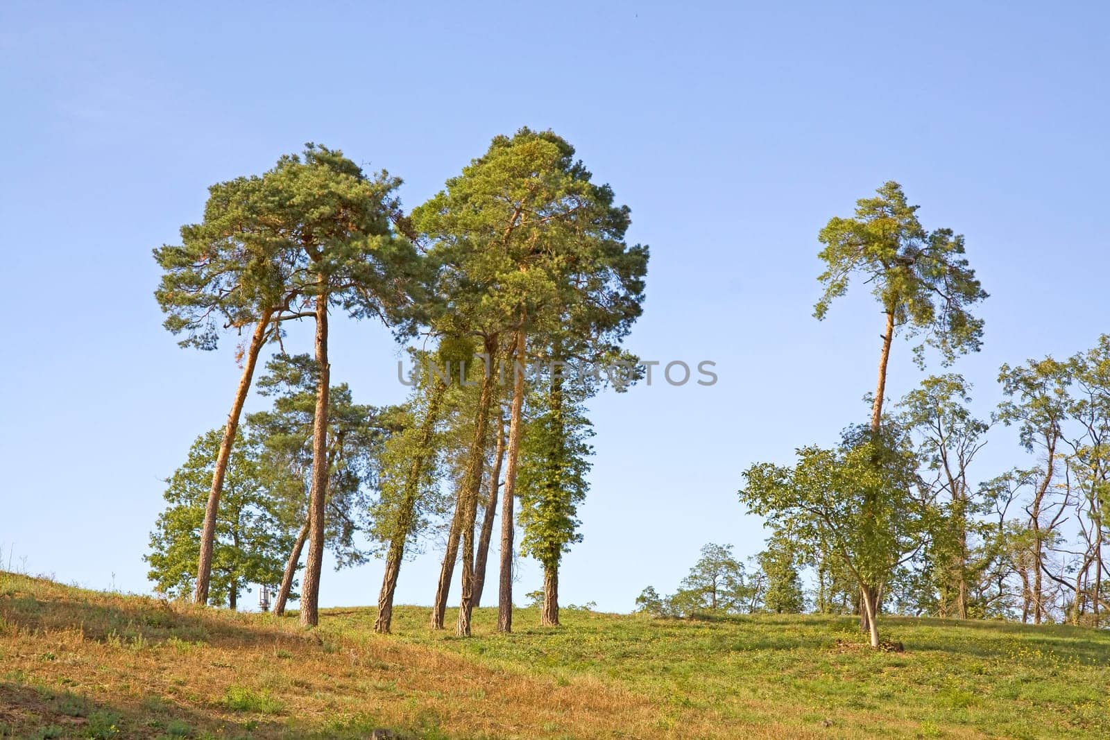 some lonely pine trees on a green grass hill