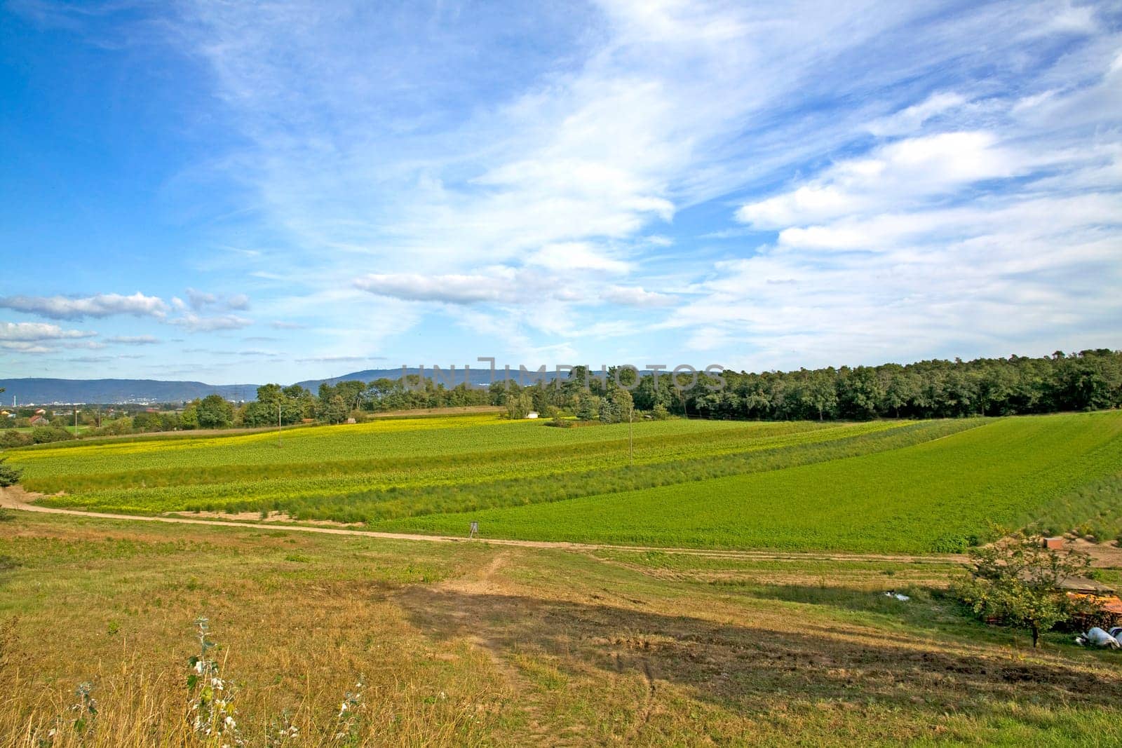 green farmland with blue cloudy sky