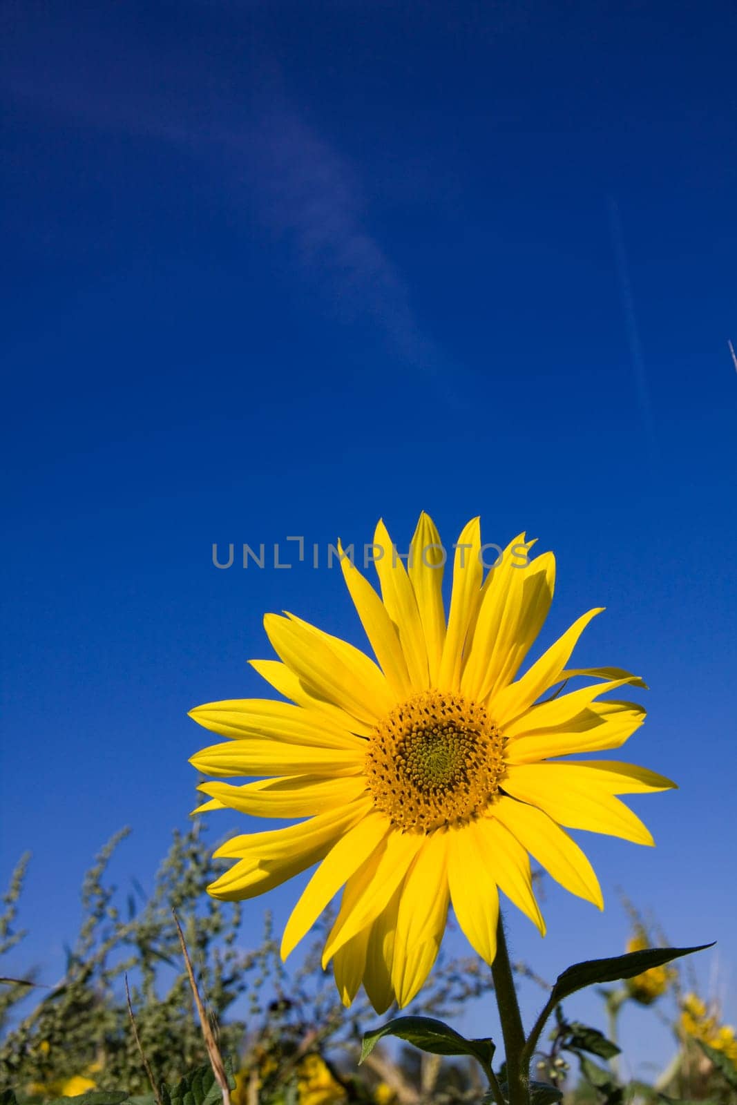 yellow sunflower blossom on a field with blue sky