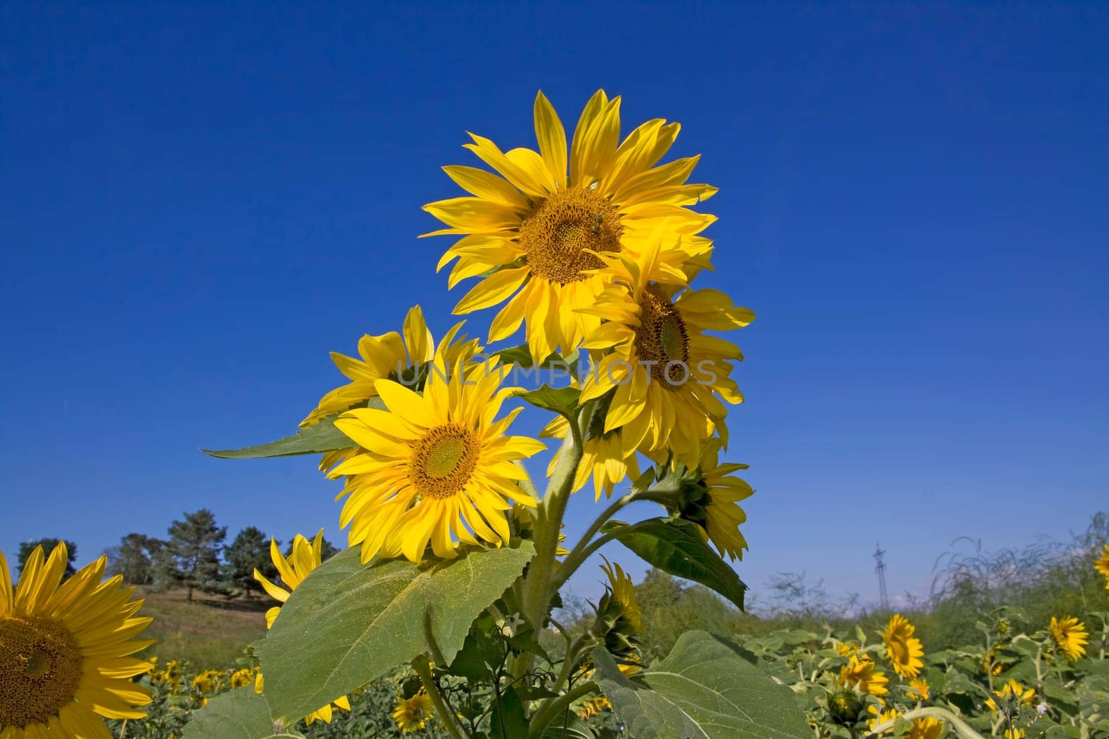 yellow sunflower blossoms at a field with blue sky
