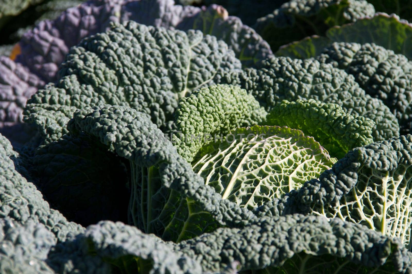 Savoy cabbage