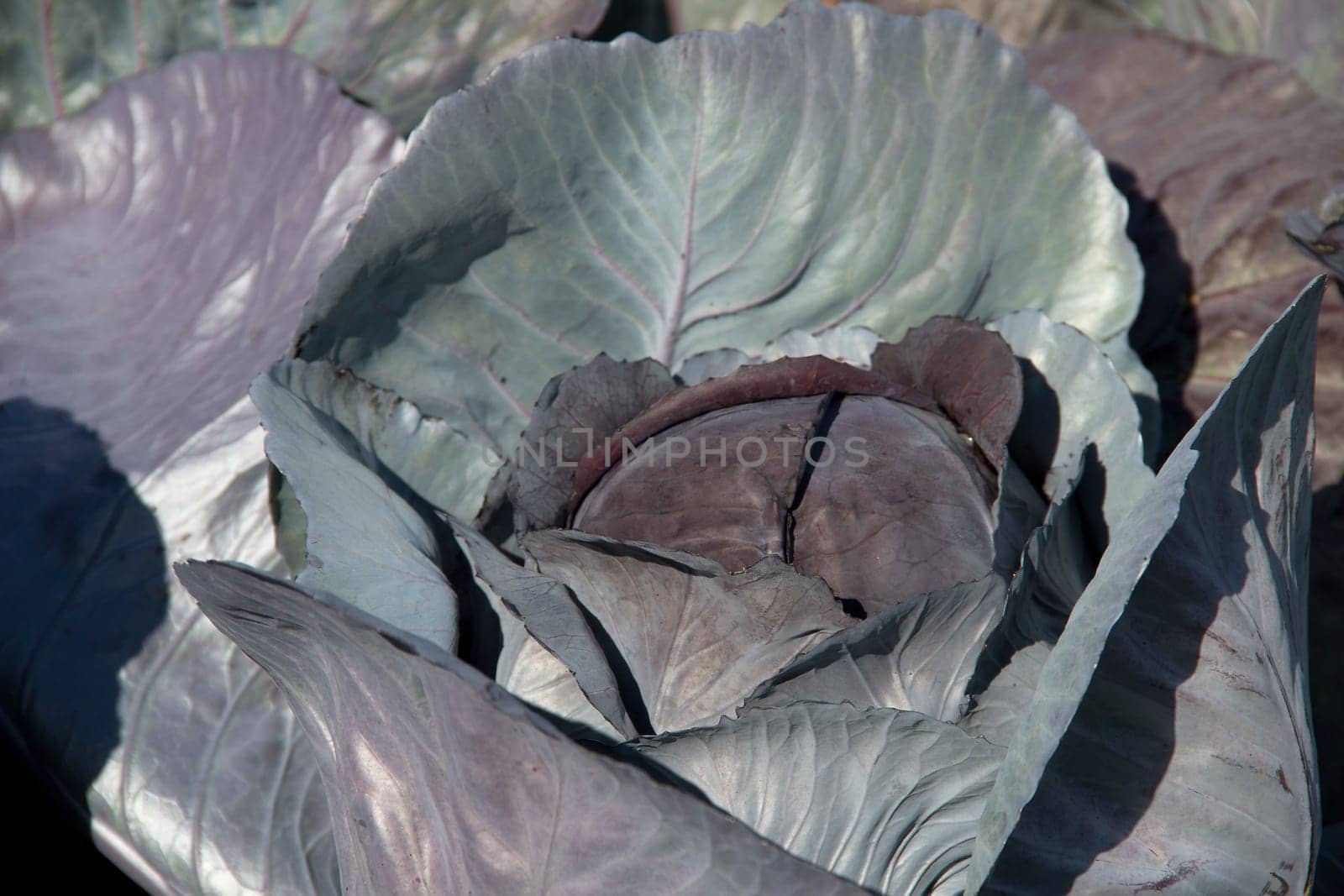 Red cabbage