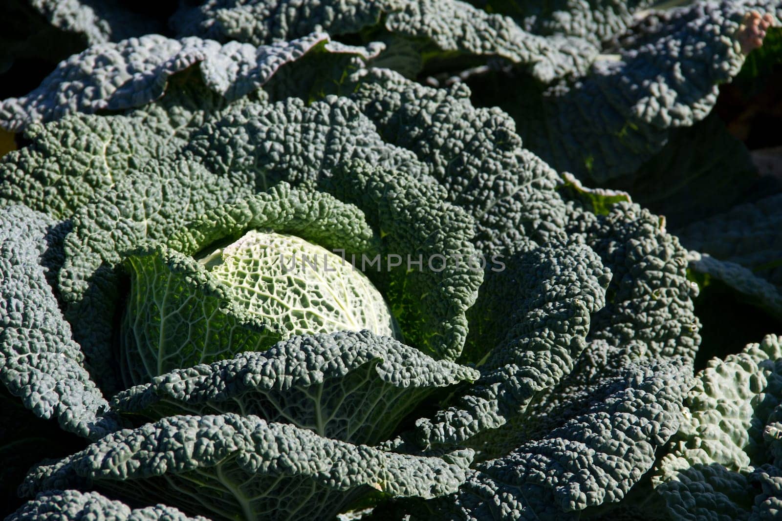 Savoy cabbage