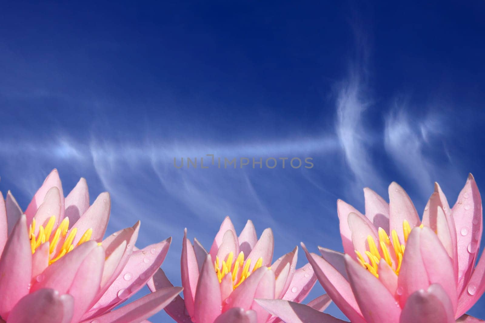 pink water lily flower with blue sky