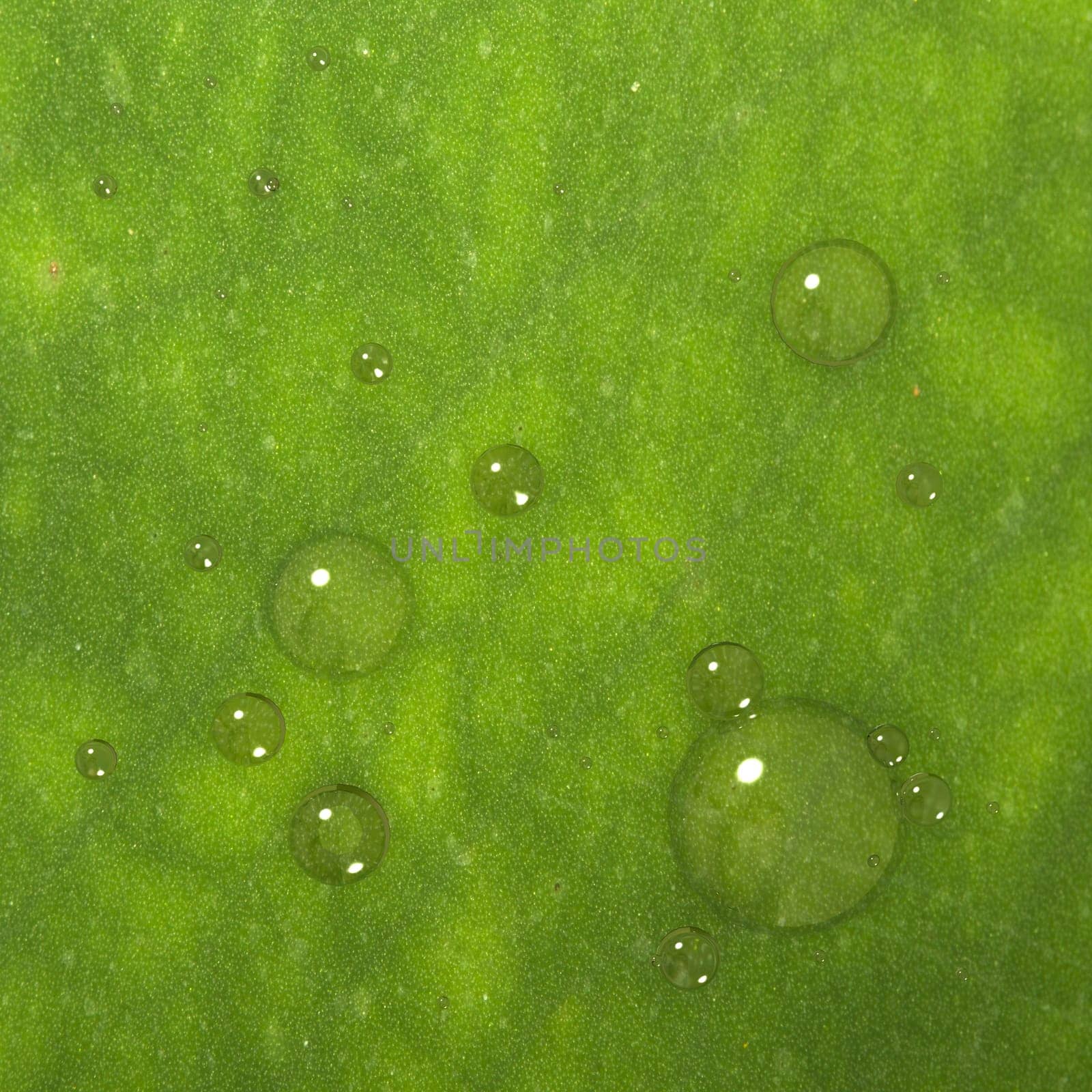 Green Leaf background with bubble for adv or others purpose use