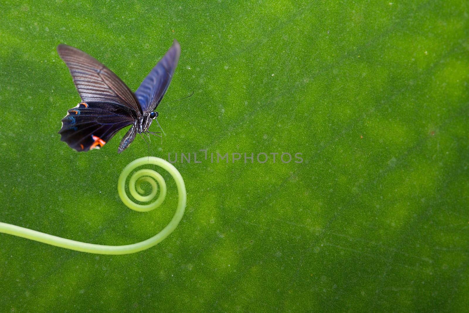 Butterfly on the plant for adv or others purpose use