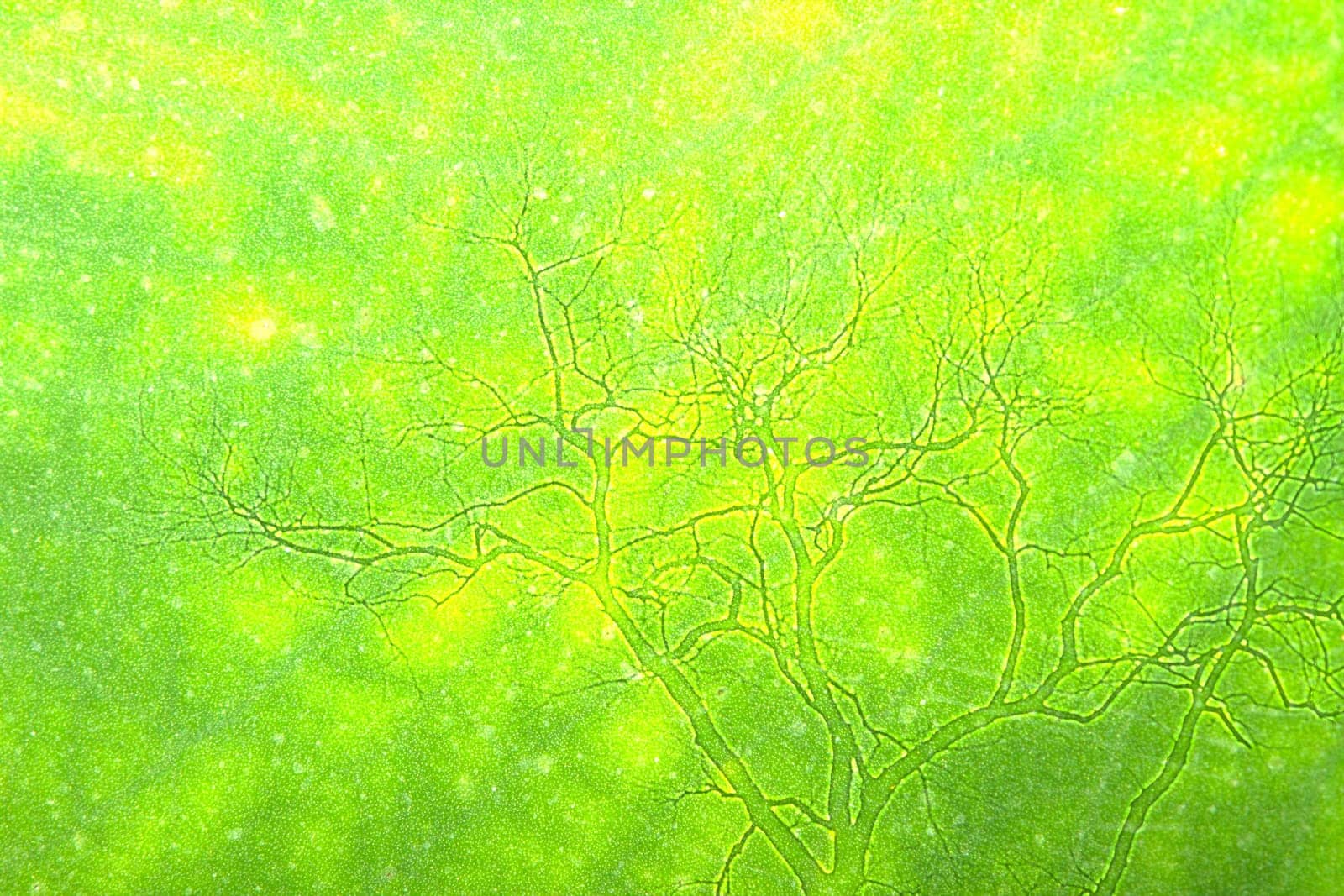 natural green background with selective focus