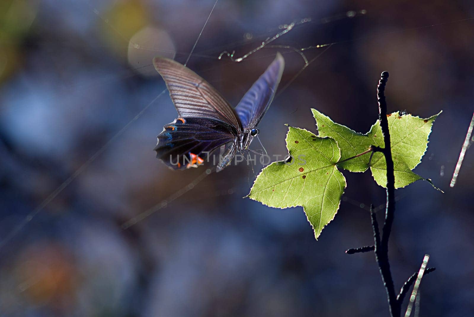Butterfly on the plant for adv or others purpose use