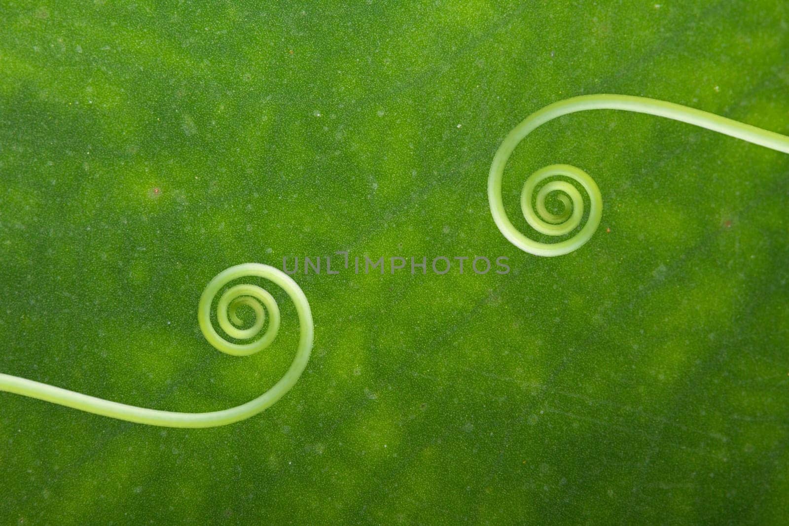 natural green background with selective focus